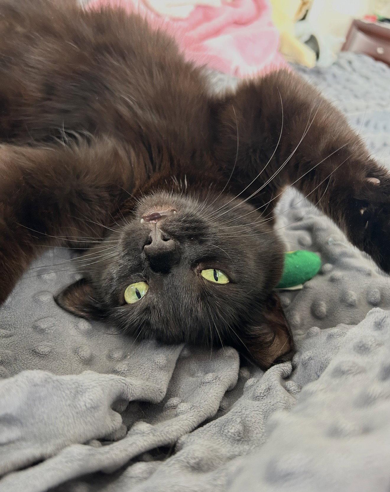 Wednesday, Adoptable, Young Female Domestic Short Hair.