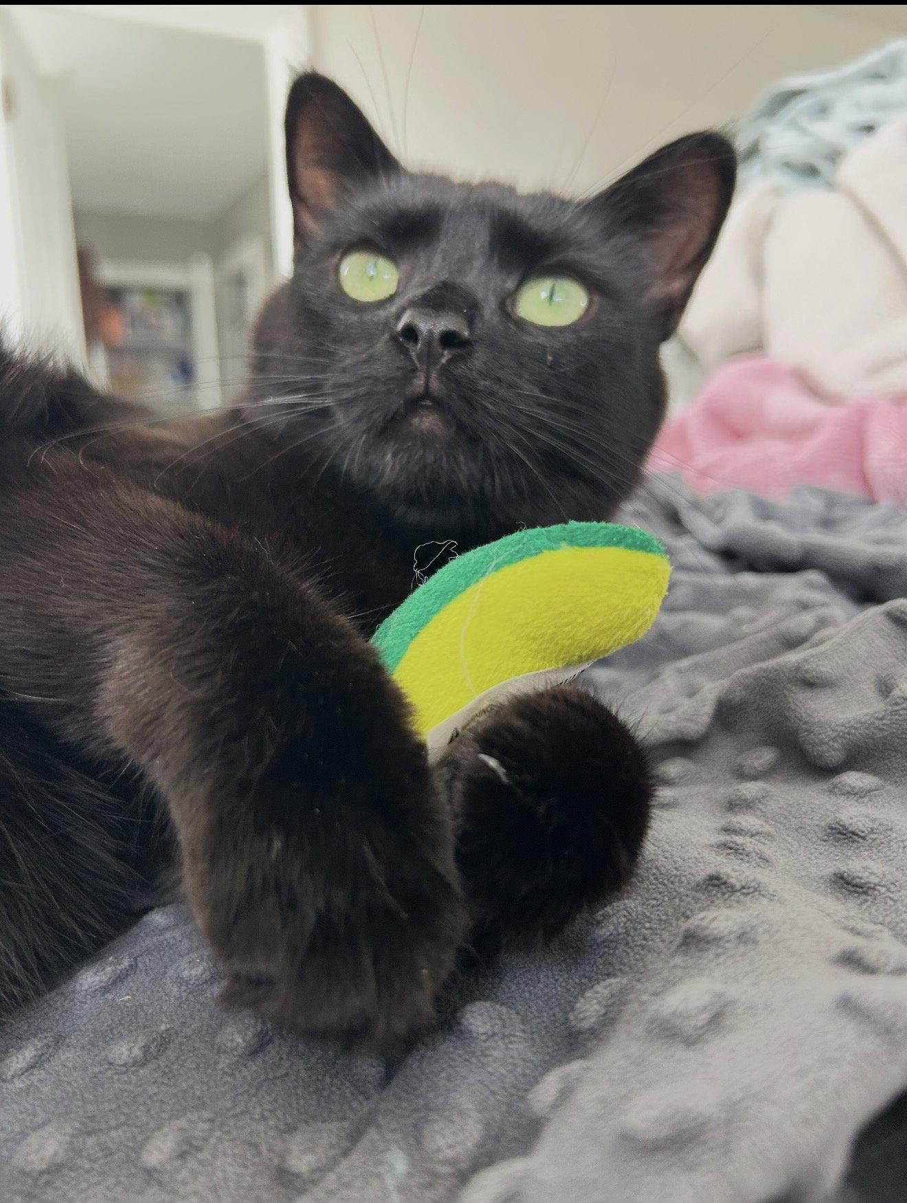 Wednesday, a Adoptable Domestic Short Hair in Walled Lake, MI image 2/3