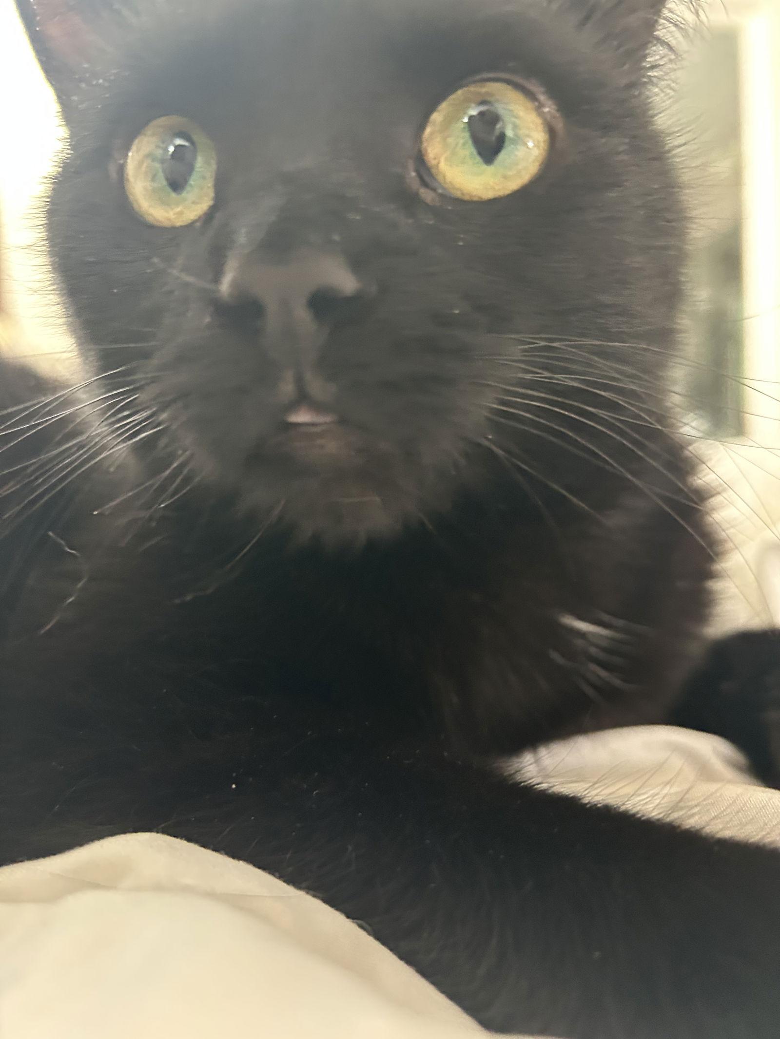 Wednesday, Adoptable, Young Female Domestic Short Hair.