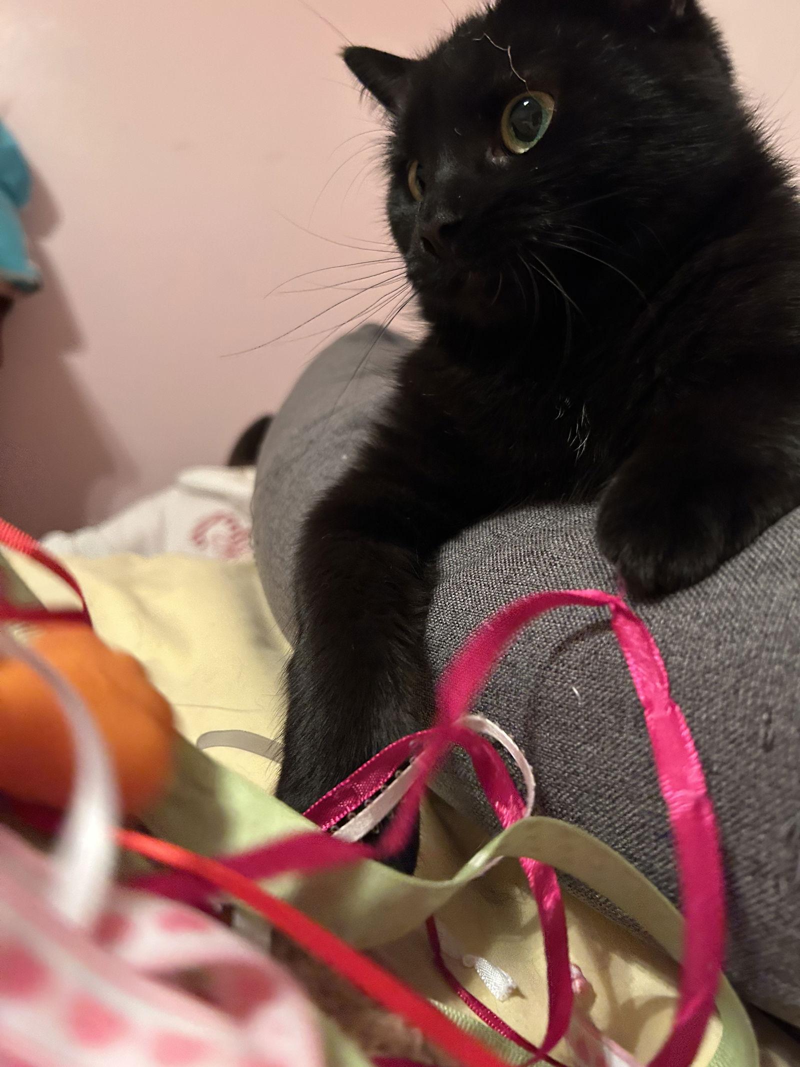 Enlarge Wednesday, a Adoptable Domestic Short Hair in Walled Lake, MI image 2/3