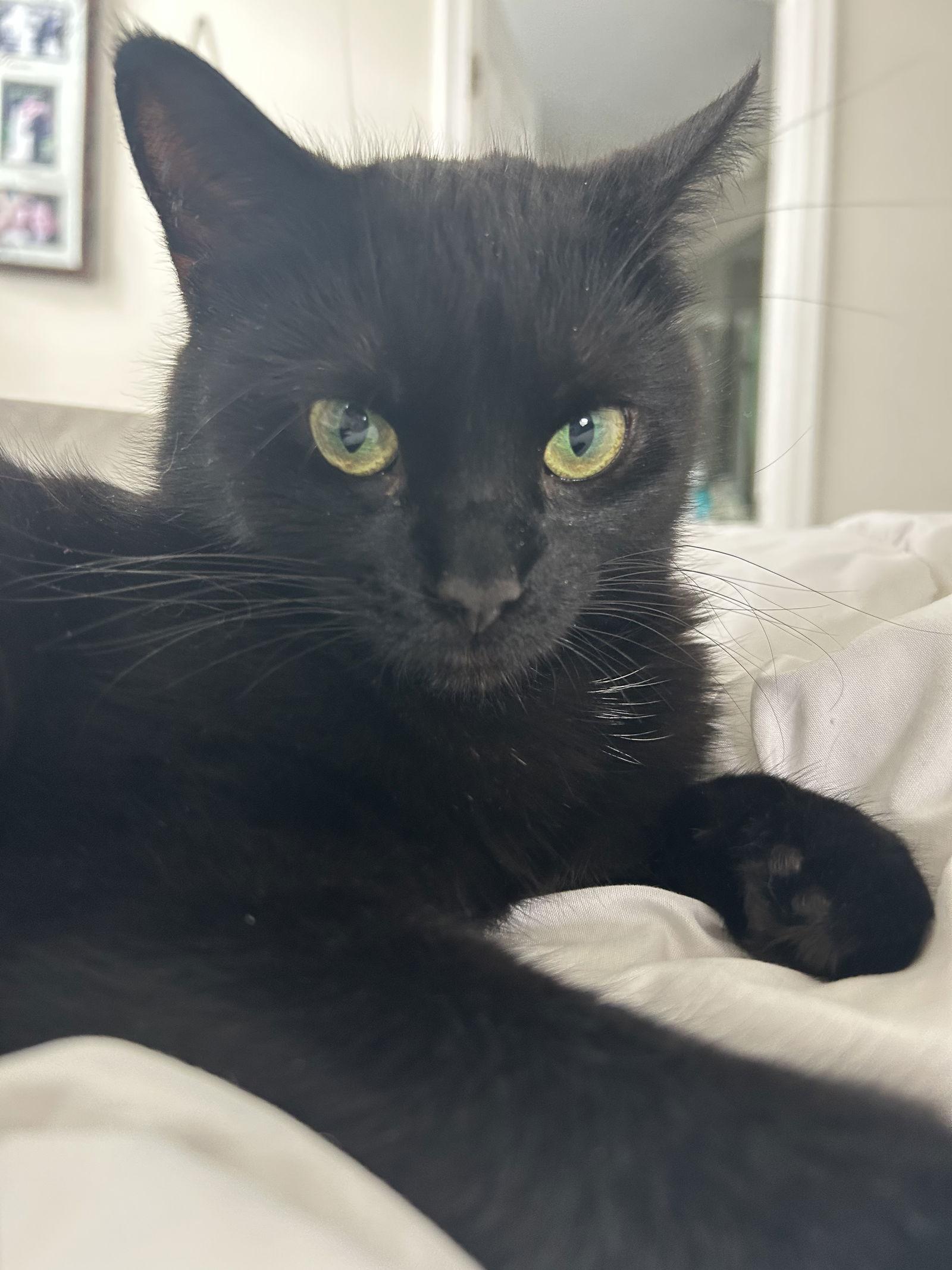 Enlarge Wednesday, a Adoptable Domestic Short Hair in Walled Lake, MI image 3/3