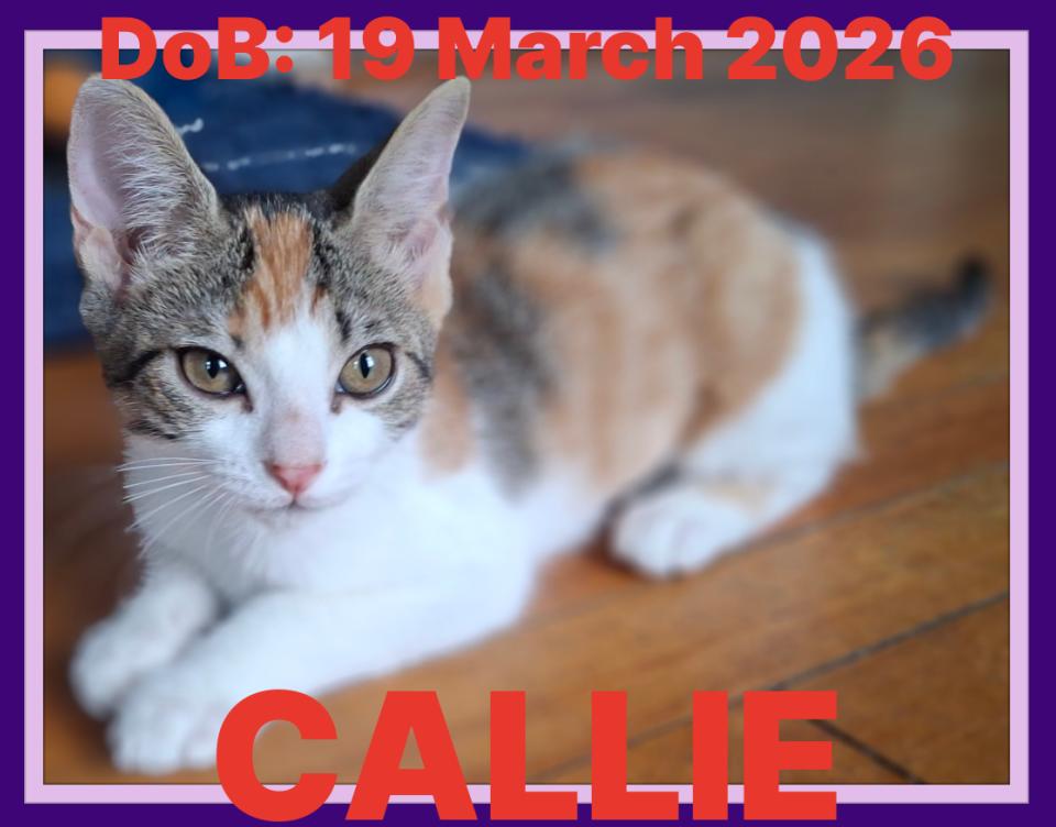 CALLIE, a Adoptable Domestic Medium Hair in Sebec, ME image 1/3