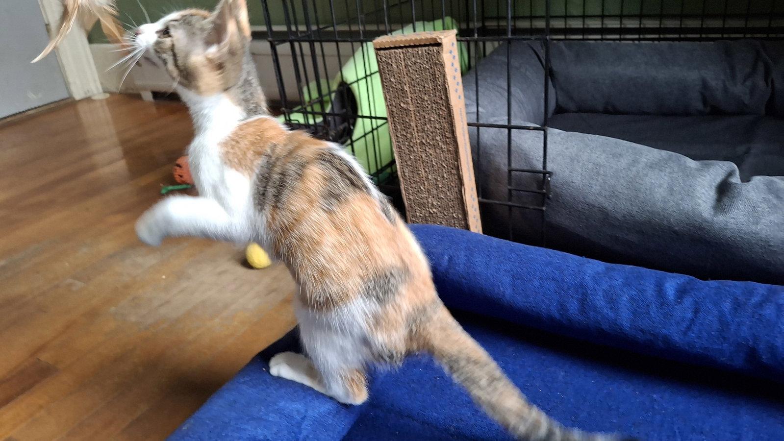 CALLIE, a Adoptable Domestic Medium Hair in Sebec, ME image 2/3