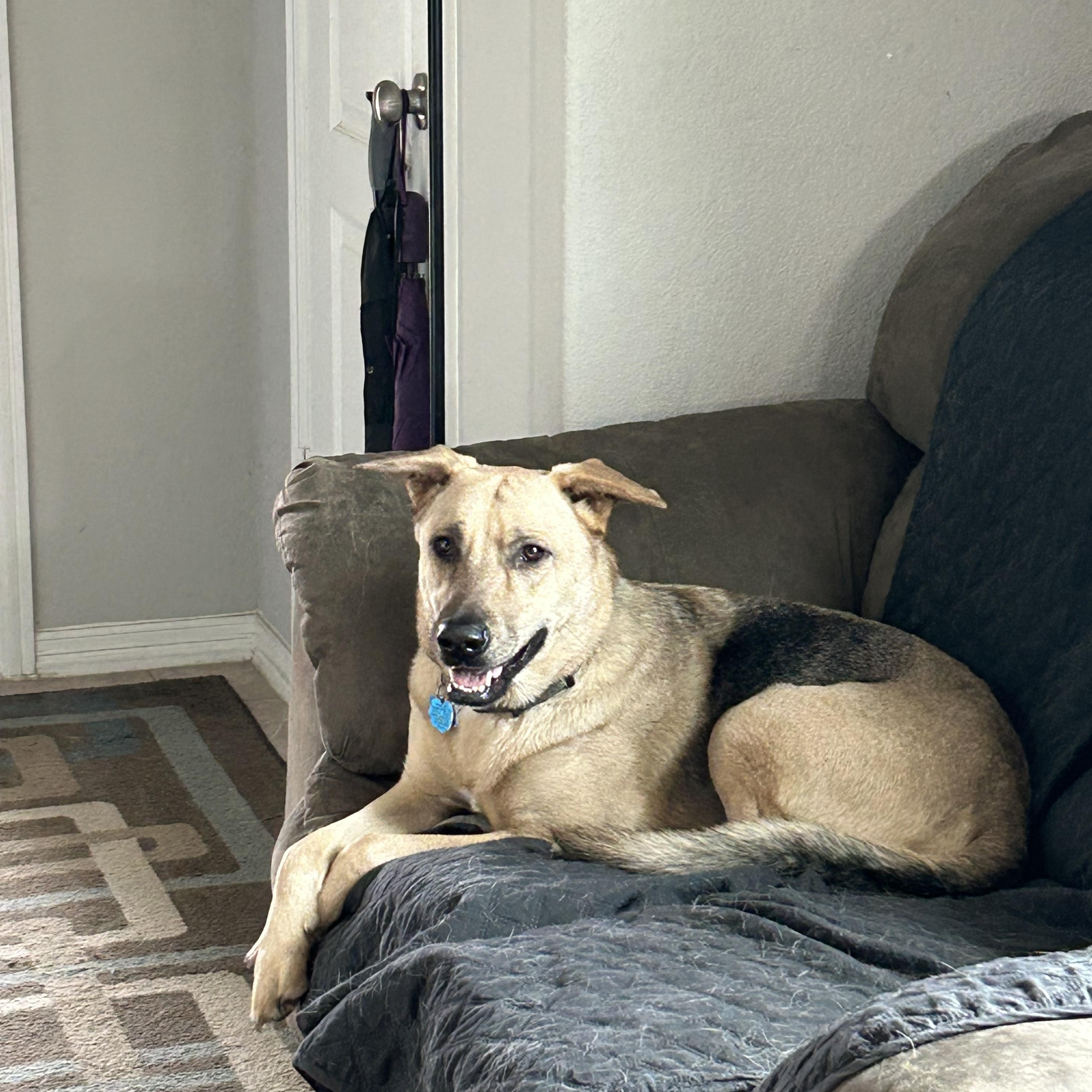 Enlarge Biz, a Adoptable mixed breed in Cedar Park, TX image 3/6