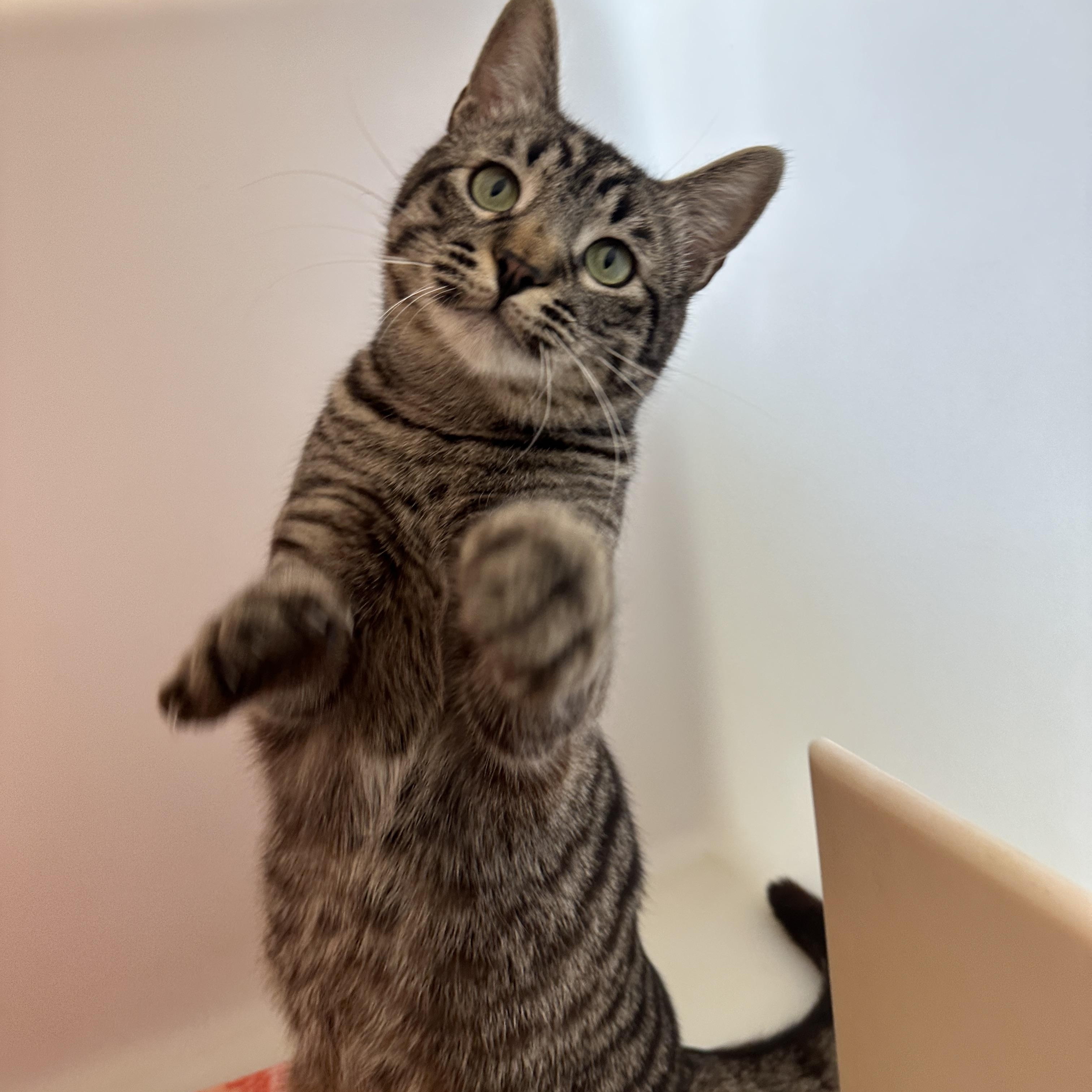 Enlarge Tonio, an adopted mixed breed in Anchorage, AK image 6/6