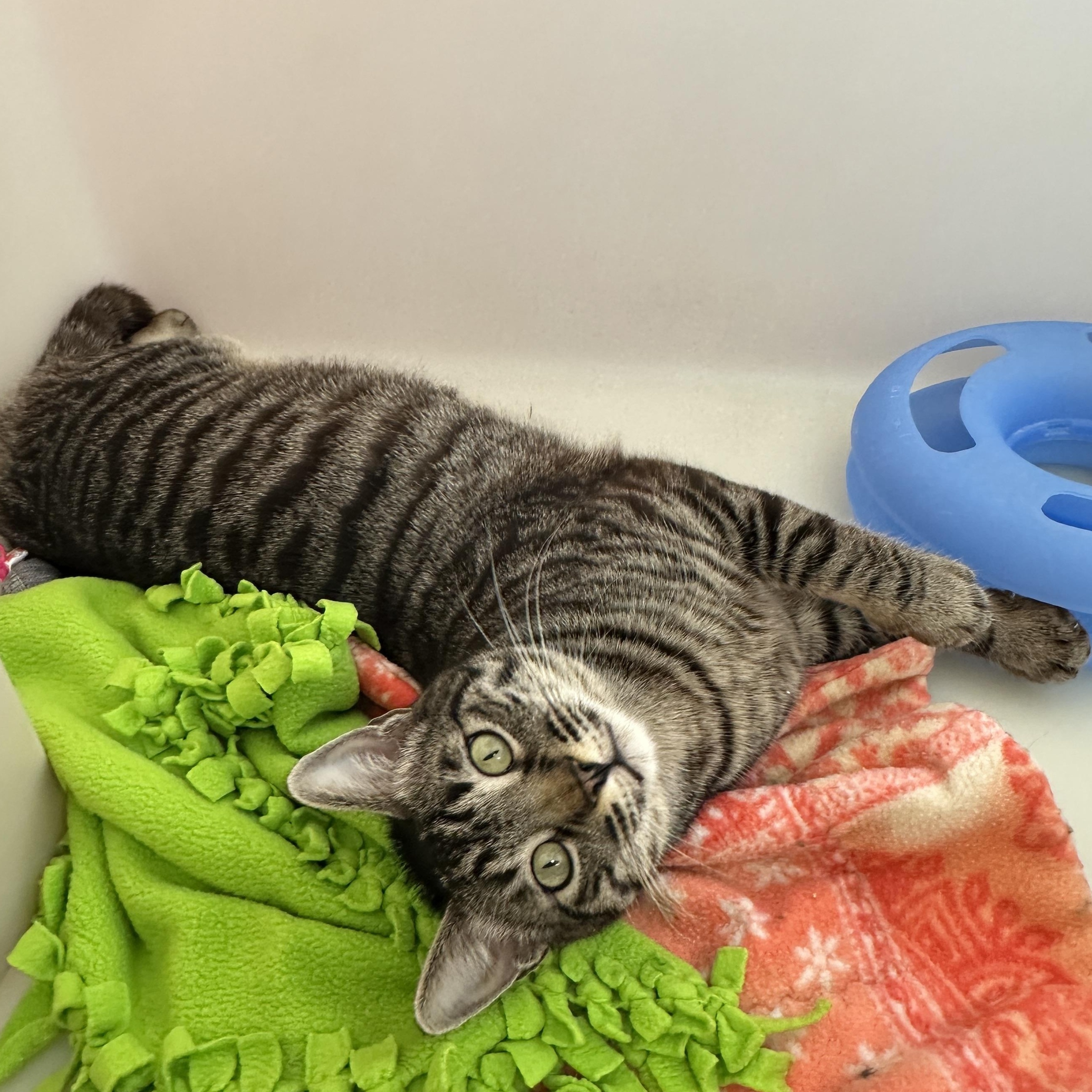 Enlarge Tonio, an adopted mixed breed in Anchorage, AK image 4/6