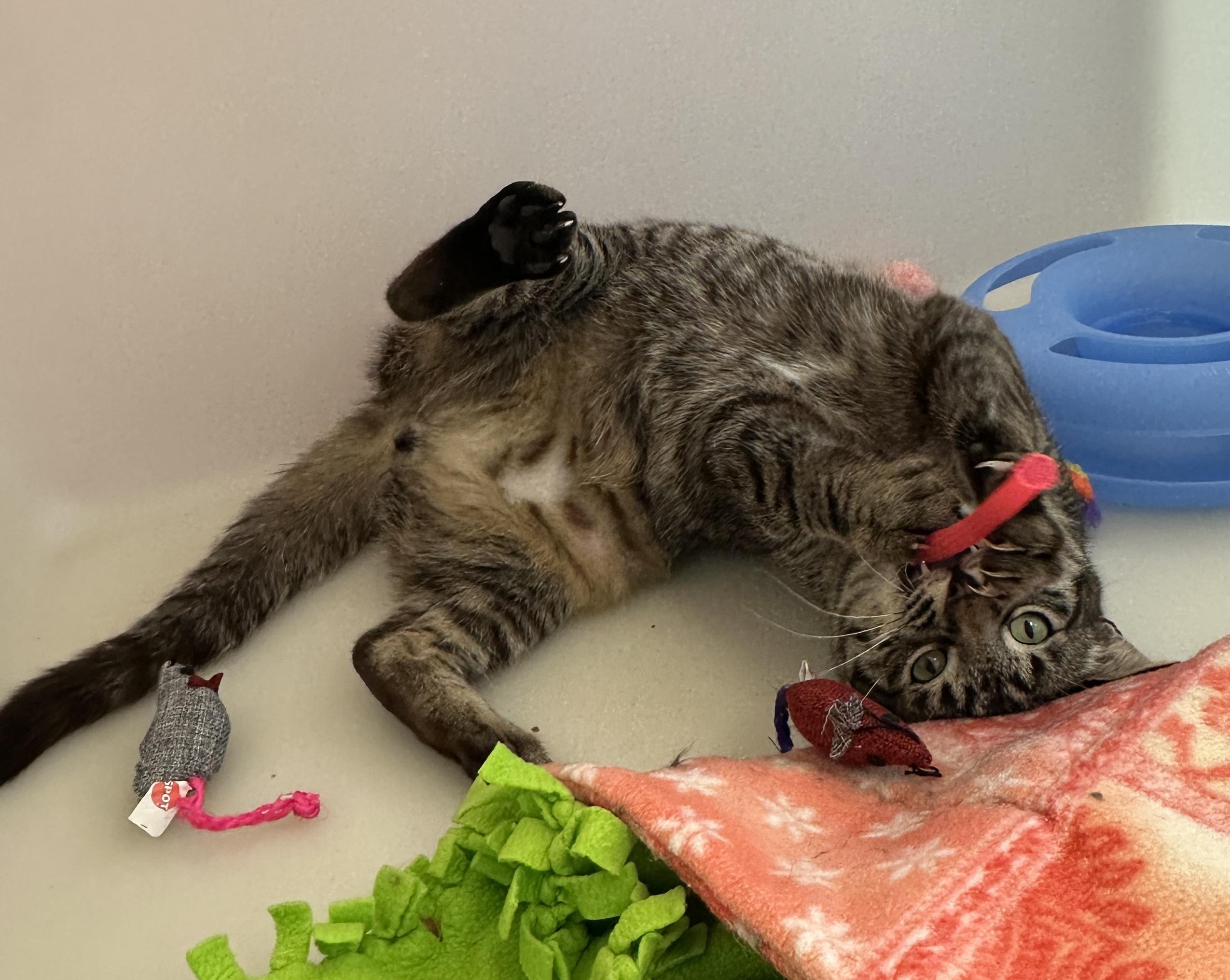 Enlarge Tonio, an adopted mixed breed in Anchorage, AK image 3/6