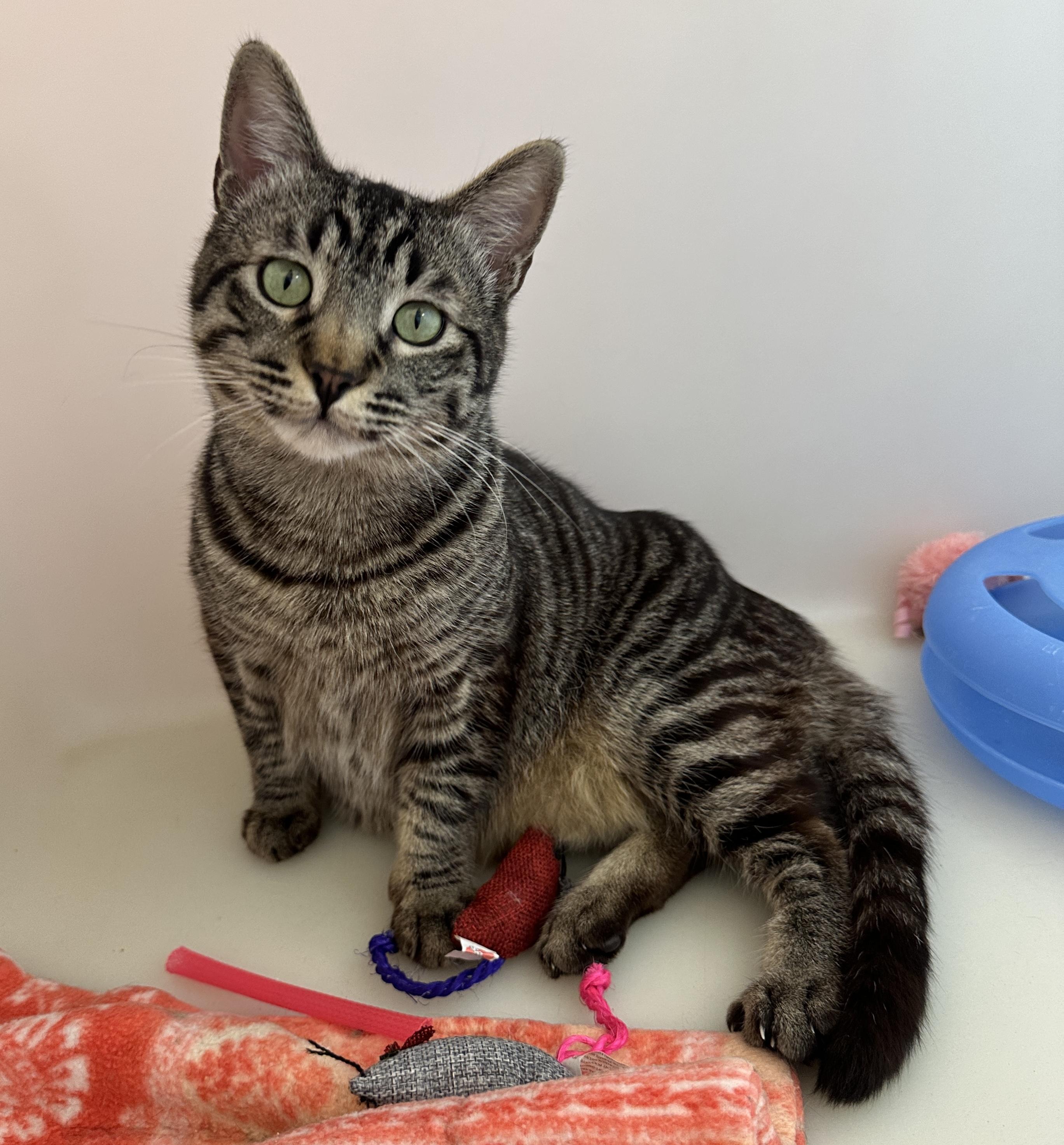 Enlarge Tonio, an adopted mixed breed in Anchorage, AK image 2/6