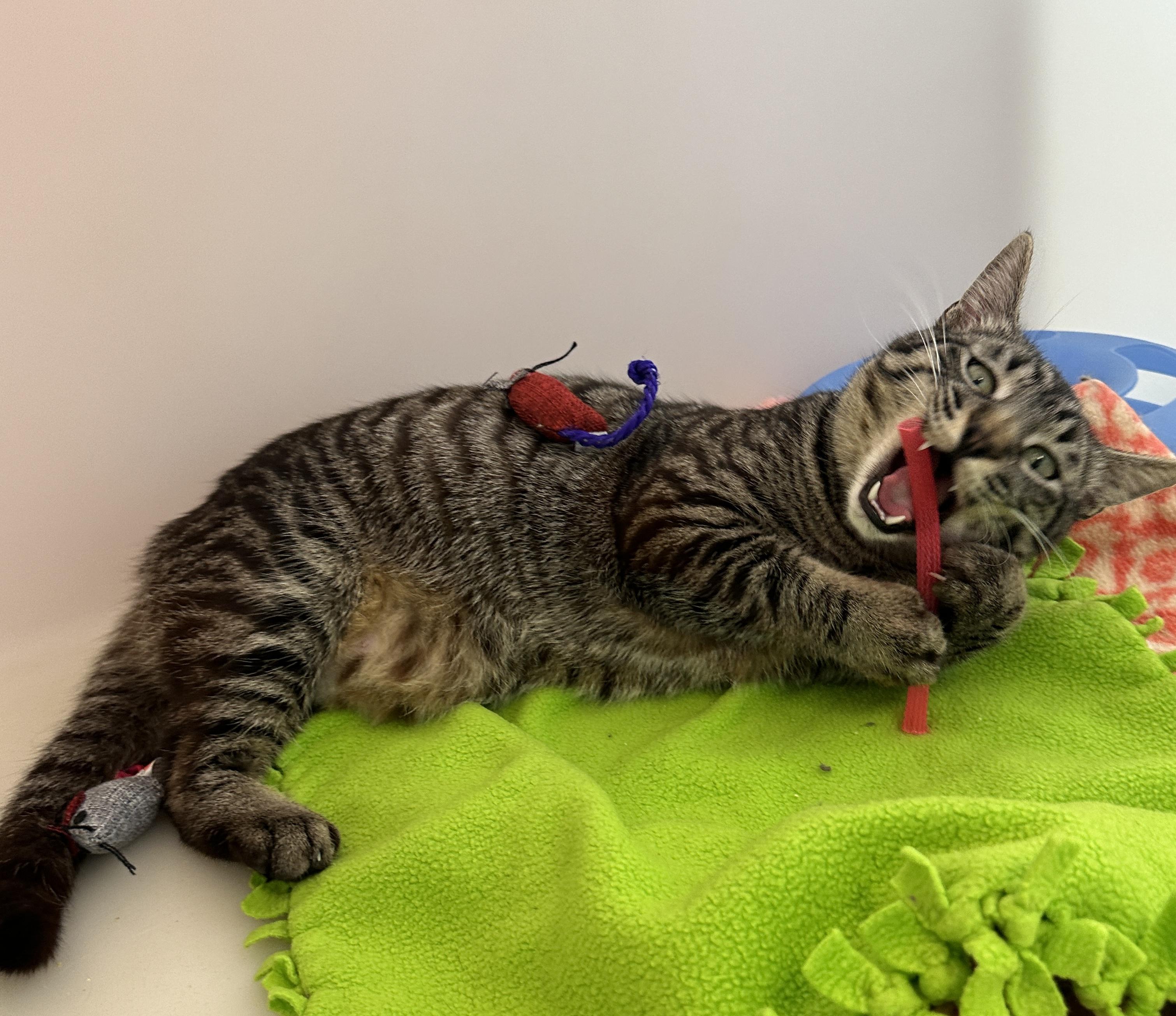 Enlarge Tonio, an adopted mixed breed in Anchorage, AK image 5/6