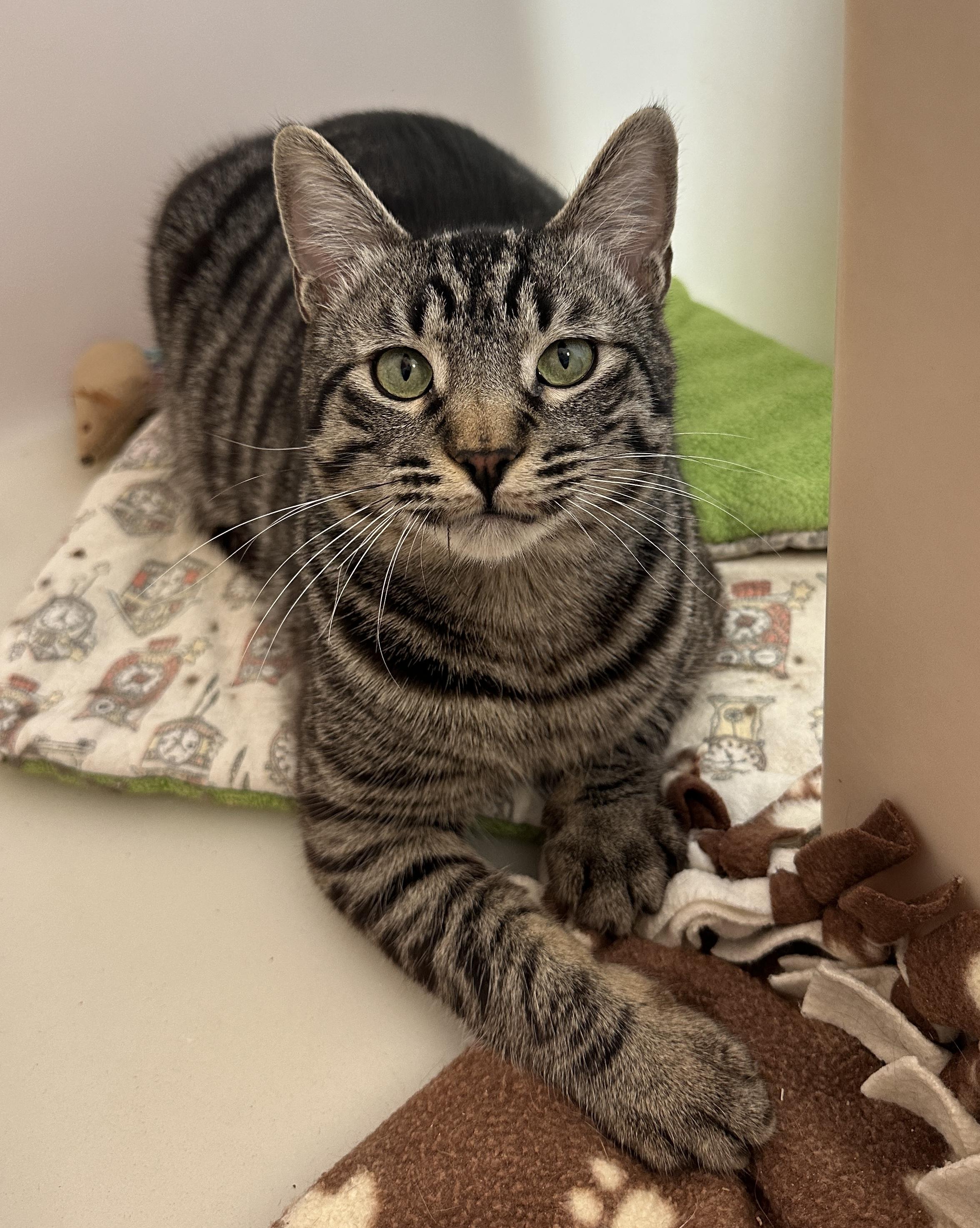 Tonio, adopted, Young Male Domestic Short Hair.