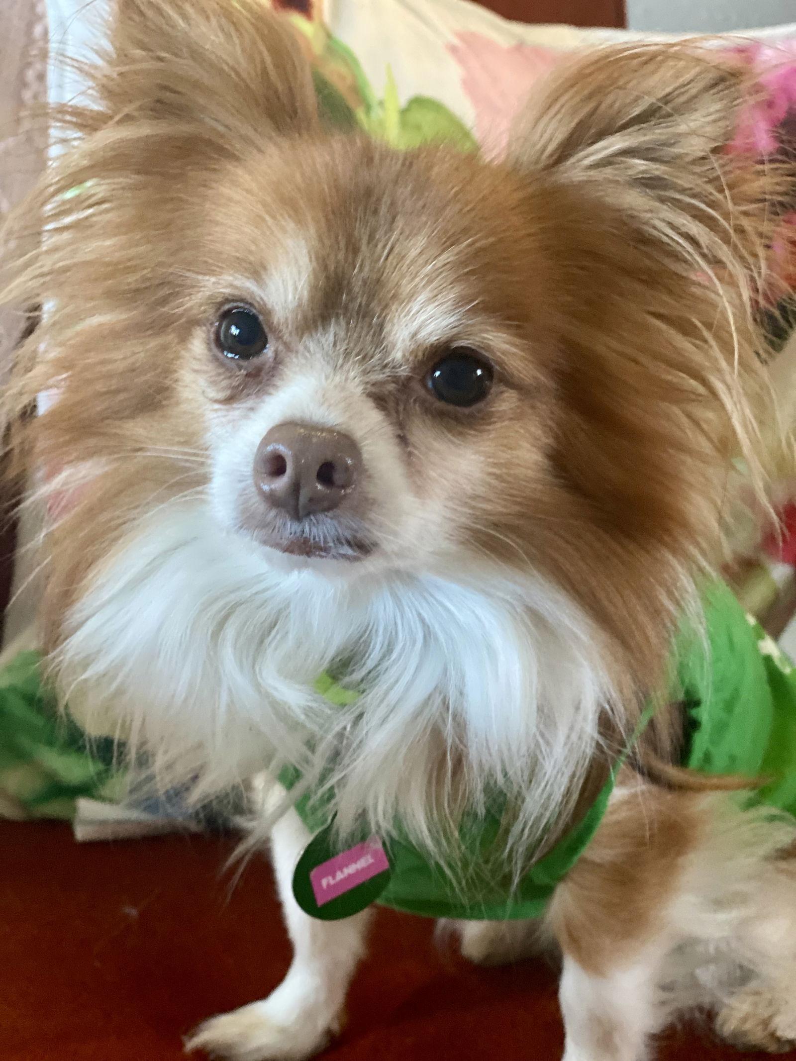 Enlarge Flannel, a Adoptable mixed breed in Garland, TX image 1/3