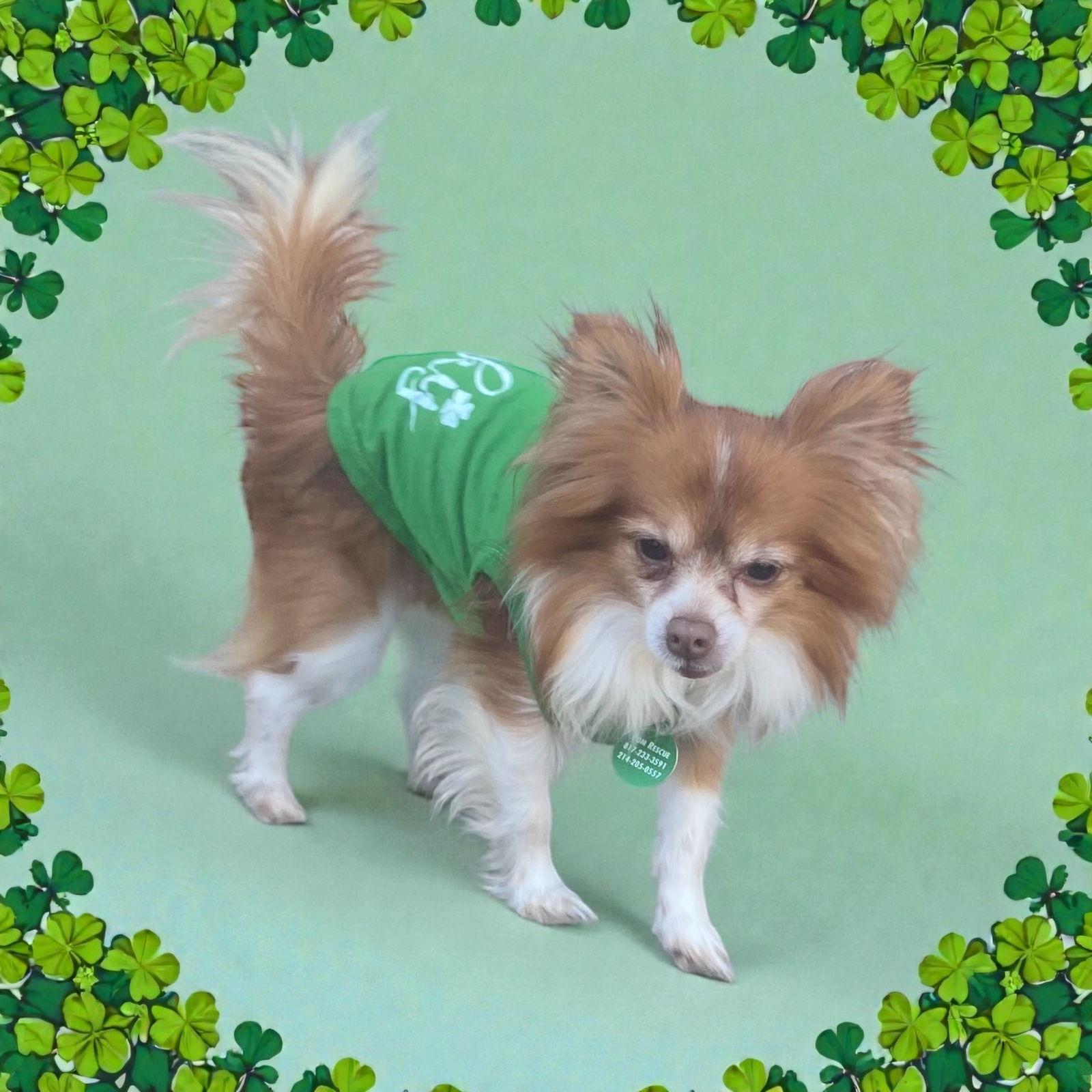 Enlarge Flannel, a Adoptable mixed breed in Garland, TX image 2/3