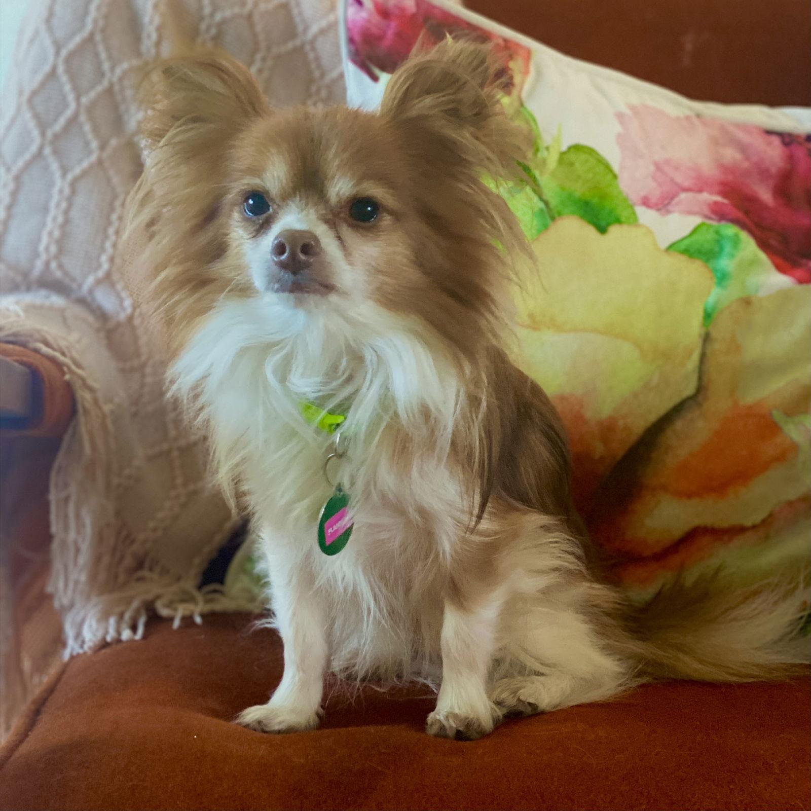 Enlarge Flannel, a Adoptable mixed breed in Garland, TX image 3/3