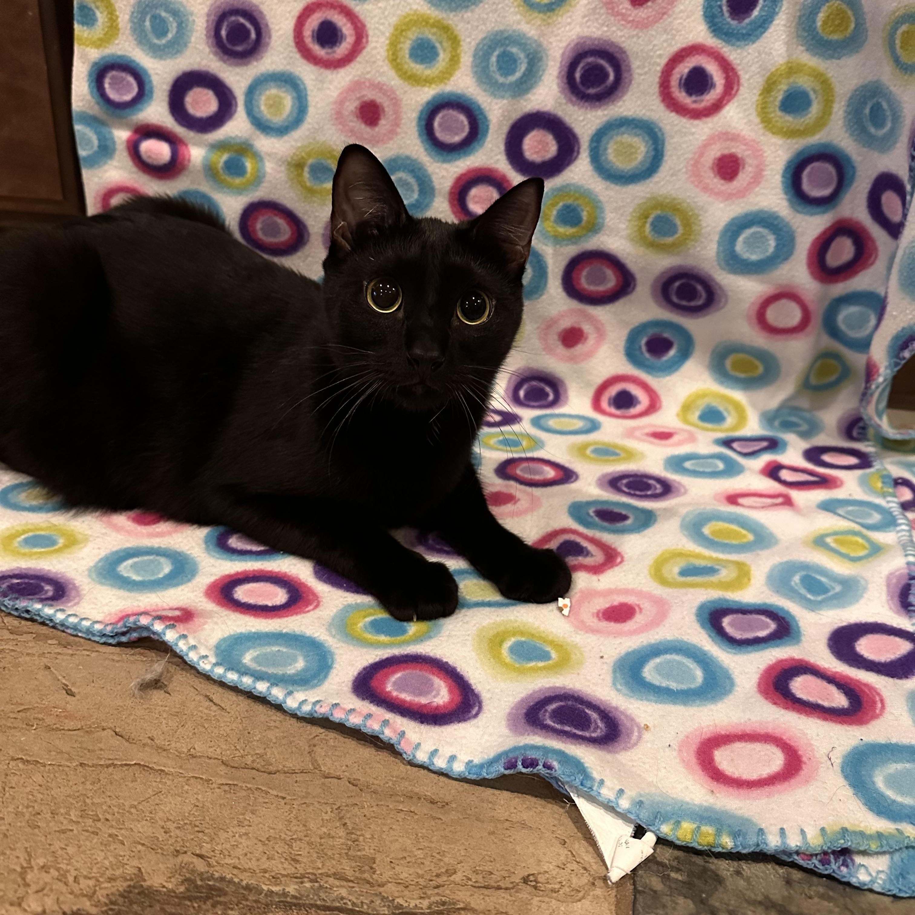 Roger - Riley Fuzzel Petsmart (FH CC), a Adoptable Domestic Short Hair in Spring, TX image 3/6