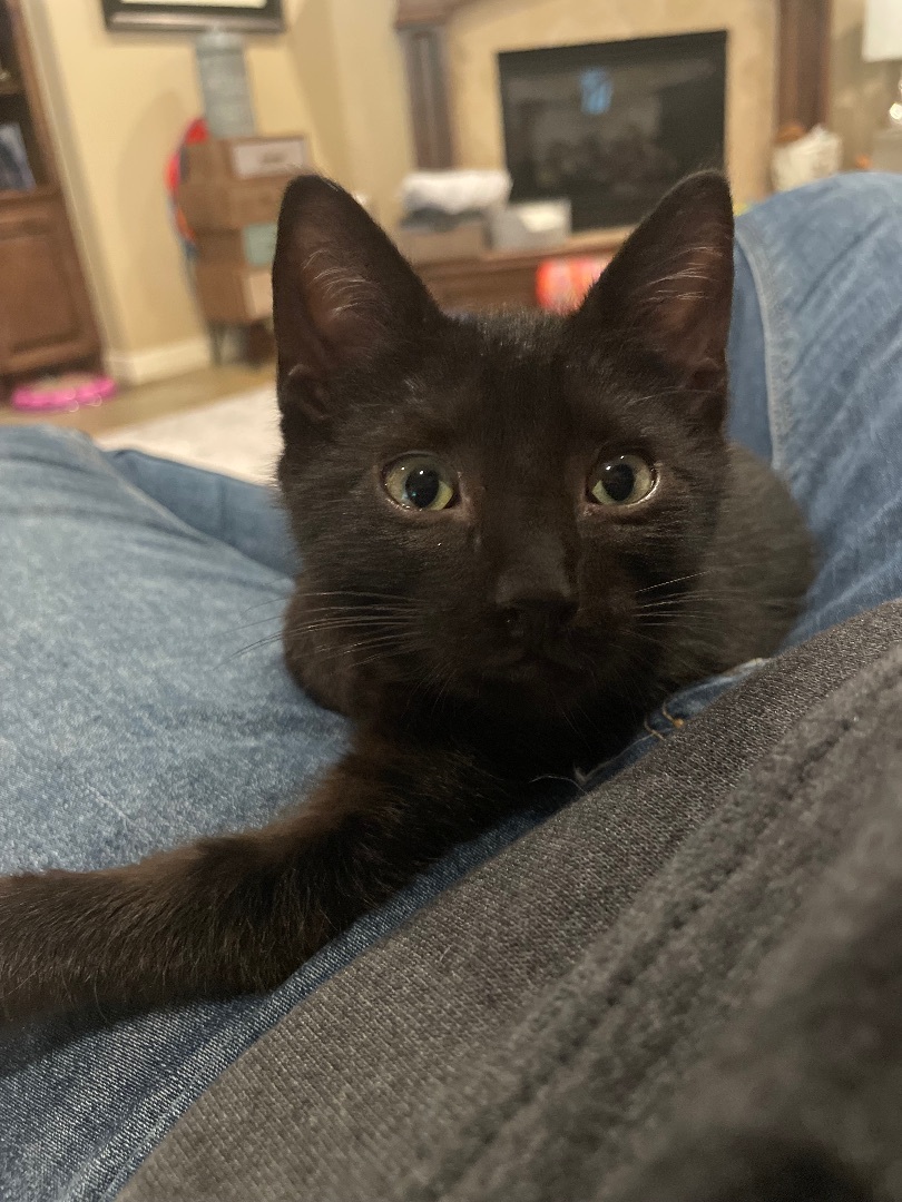 Roger - Riley Fuzzel Petsmart (FH CC), a Adoptable Domestic Short Hair in Spring, TX image 4/6