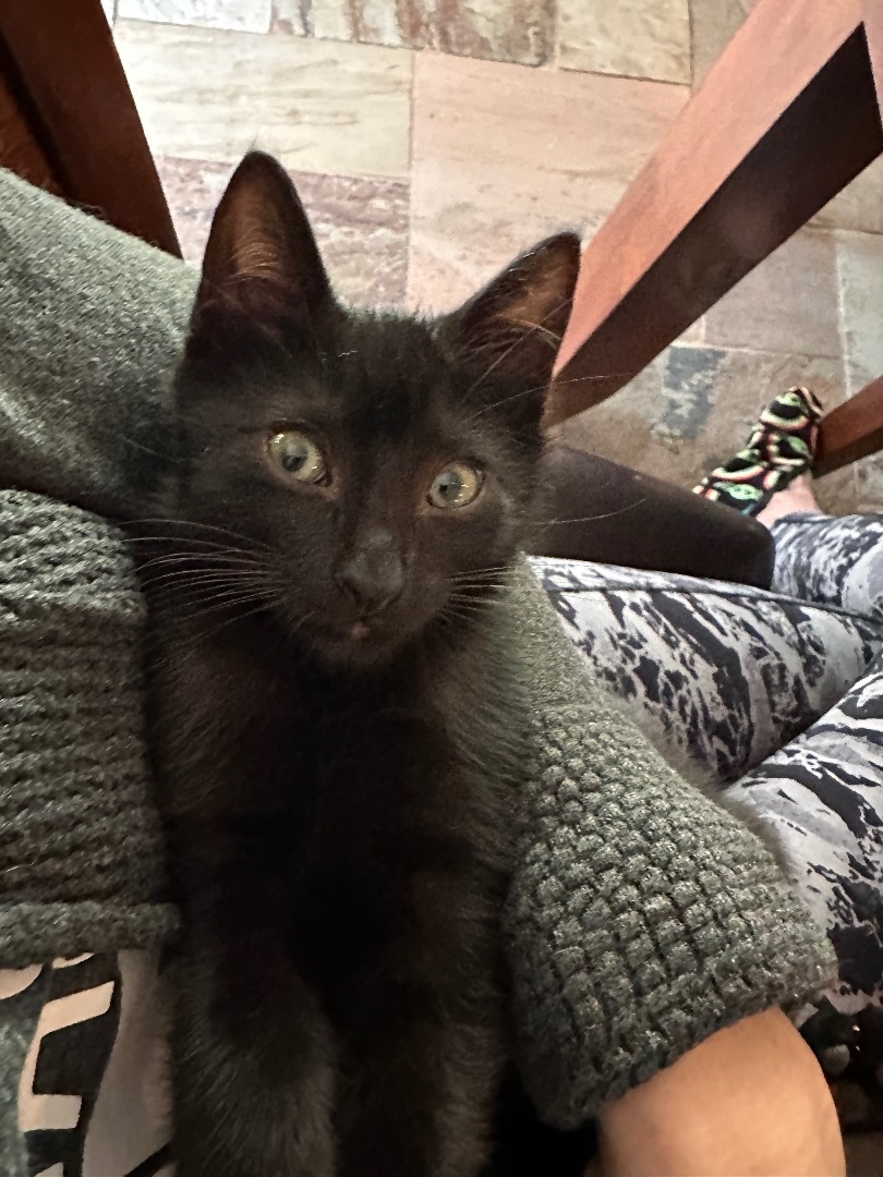 Roger - Riley Fuzzel Petsmart (FH CC), a Adoptable Domestic Short Hair in Spring, TX image 5/6