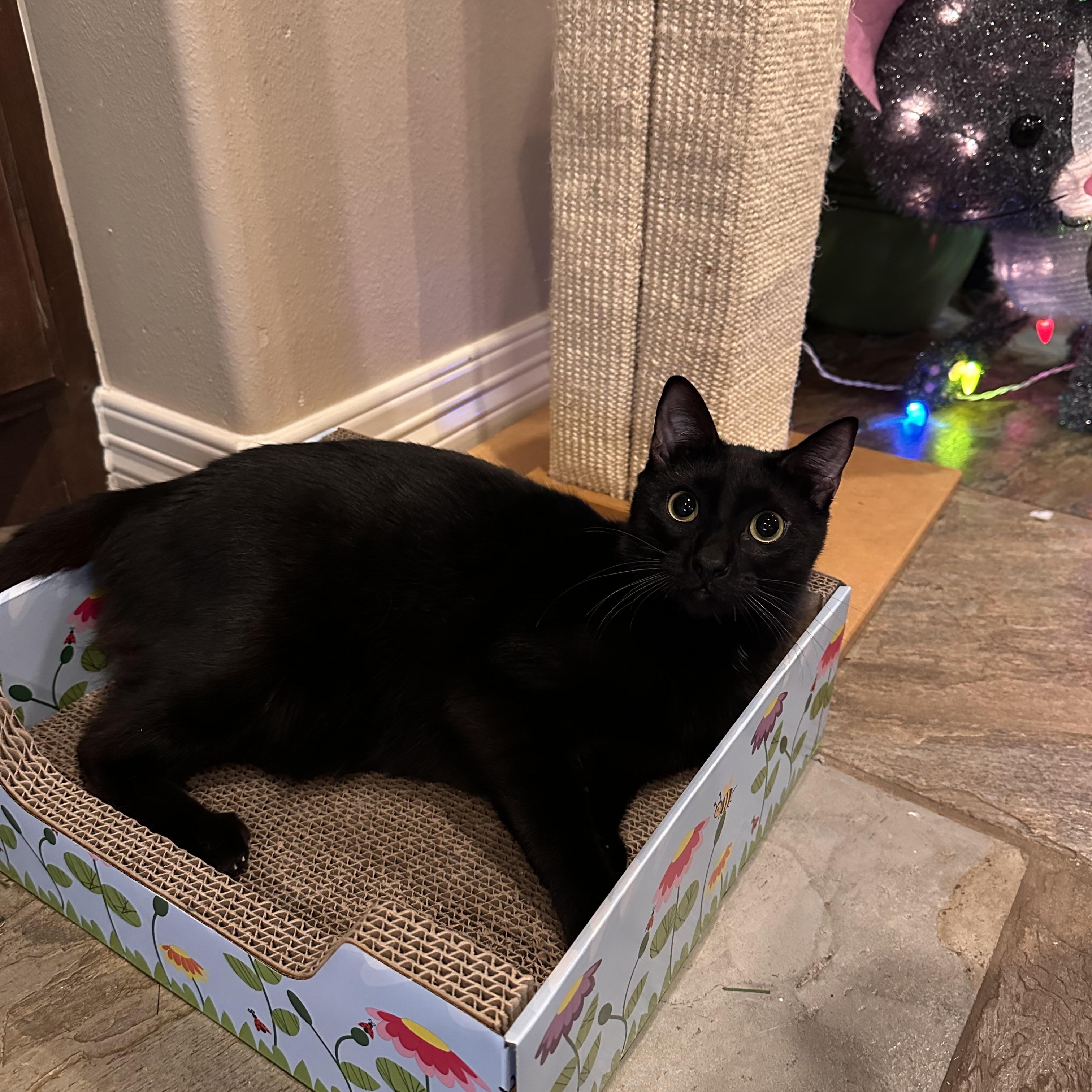 Roger - Riley Fuzzel Petsmart (FH CC), Adoptable, Adult Male Domestic Short Hair.