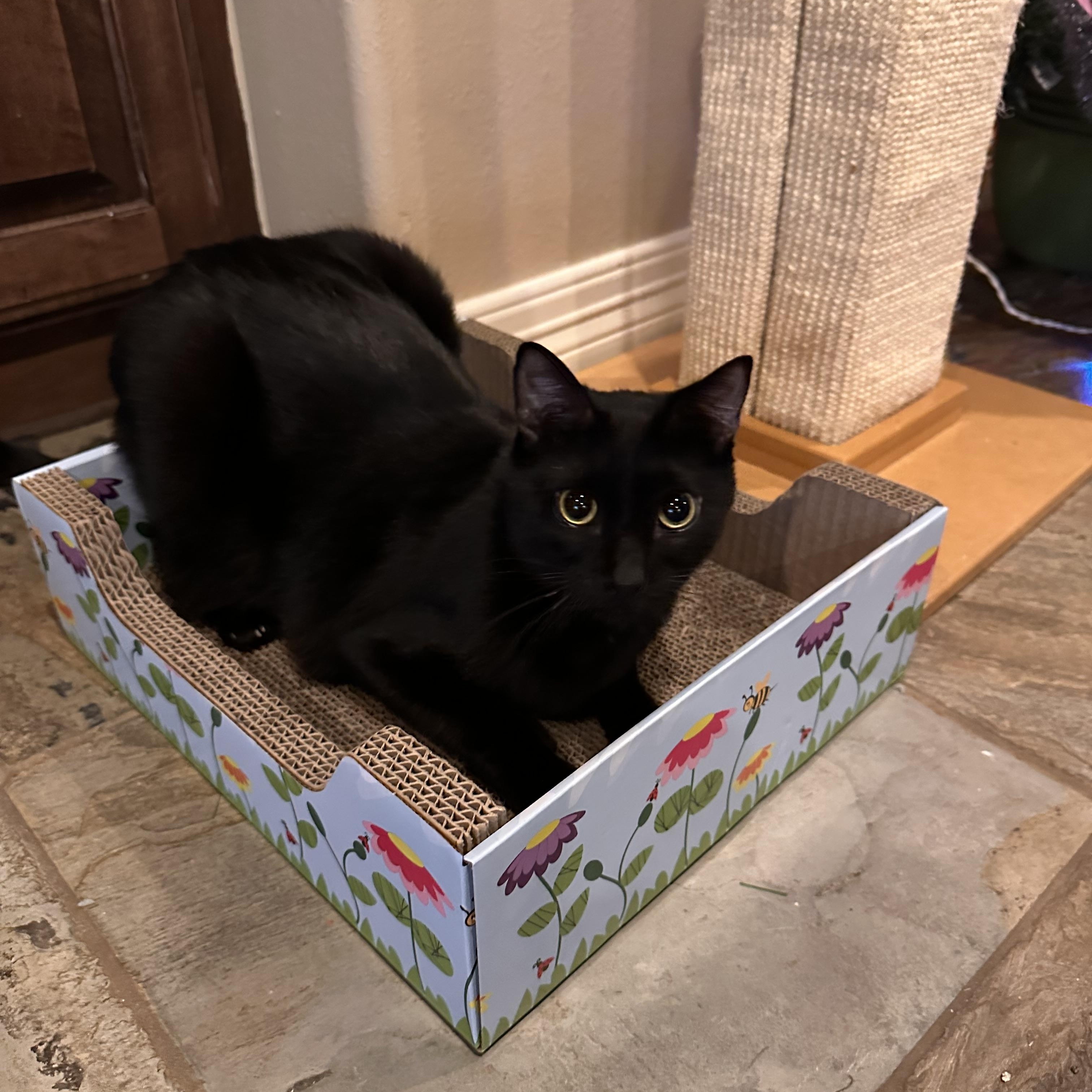 Roger - Riley Fuzzel Petsmart (FH CC), a Adoptable Domestic Short Hair in Spring, TX image 2/6