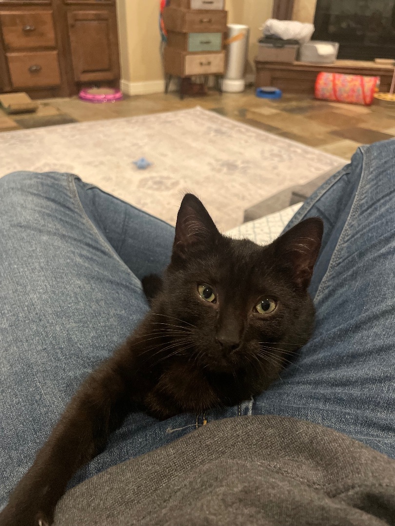 Roger - Riley Fuzzel Petsmart (FH CC), a Adoptable Domestic Short Hair in Spring, TX image 6/6