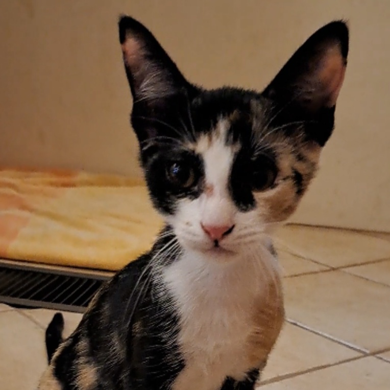 Clairee, Adopted, Kitten Female Domestic Short Hair.