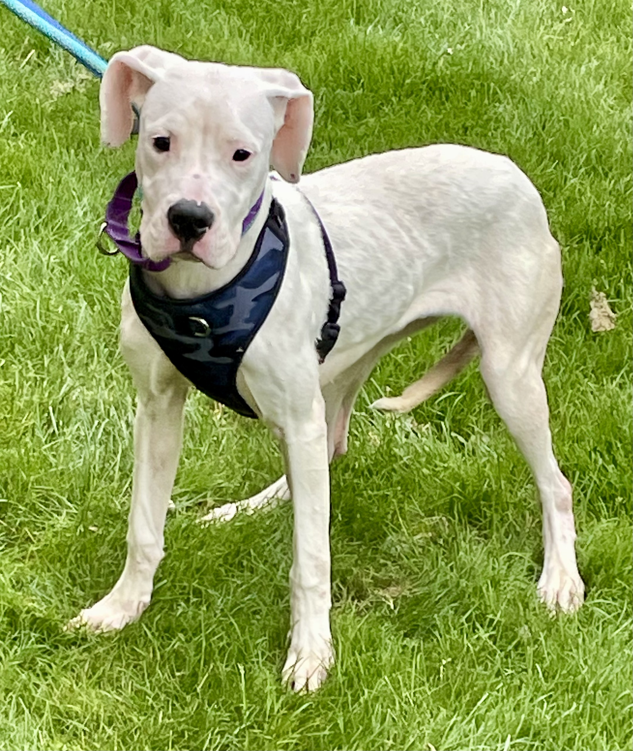 Bianca (Rain) Courtesy posting, a Adoptable mixed breed in Warren, NJ image 3/6