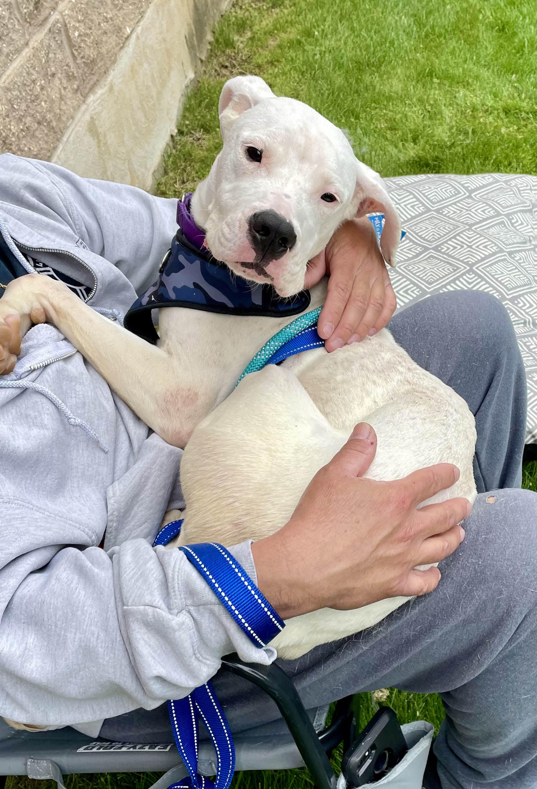 Bianca (Rain) Courtesy posting, a Adoptable mixed breed in Warren, NJ image 4/6