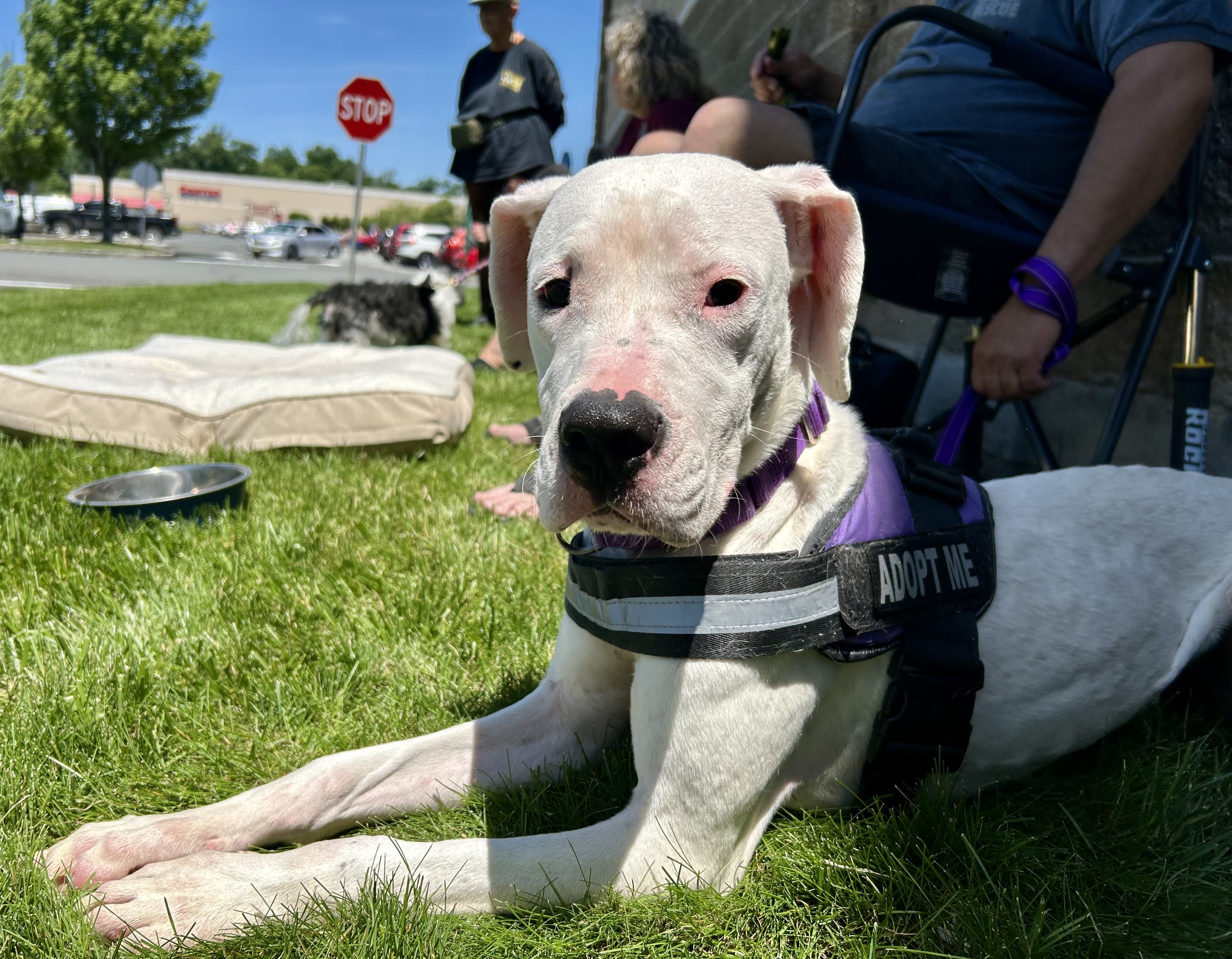 Bianca (Rain) Courtesy posting, a Adoptable mixed breed in Warren, NJ image 2/6