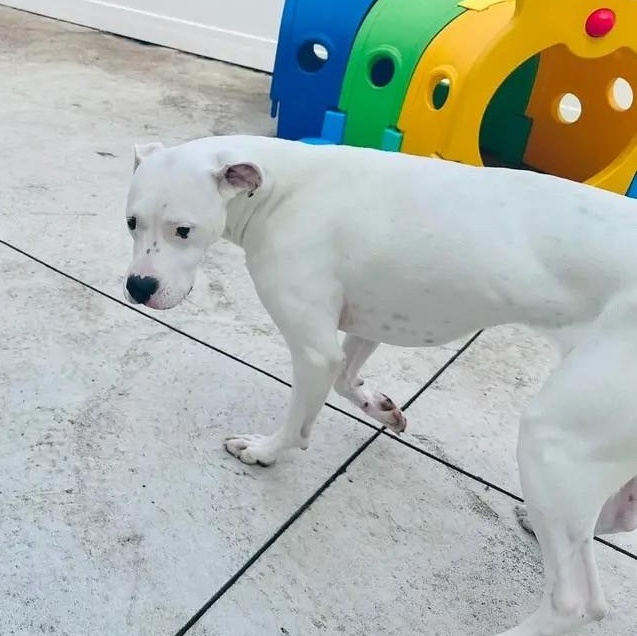 Bianca (Rain) Courtesy posting, a Adoptable mixed breed in Warren, NJ image 5/6