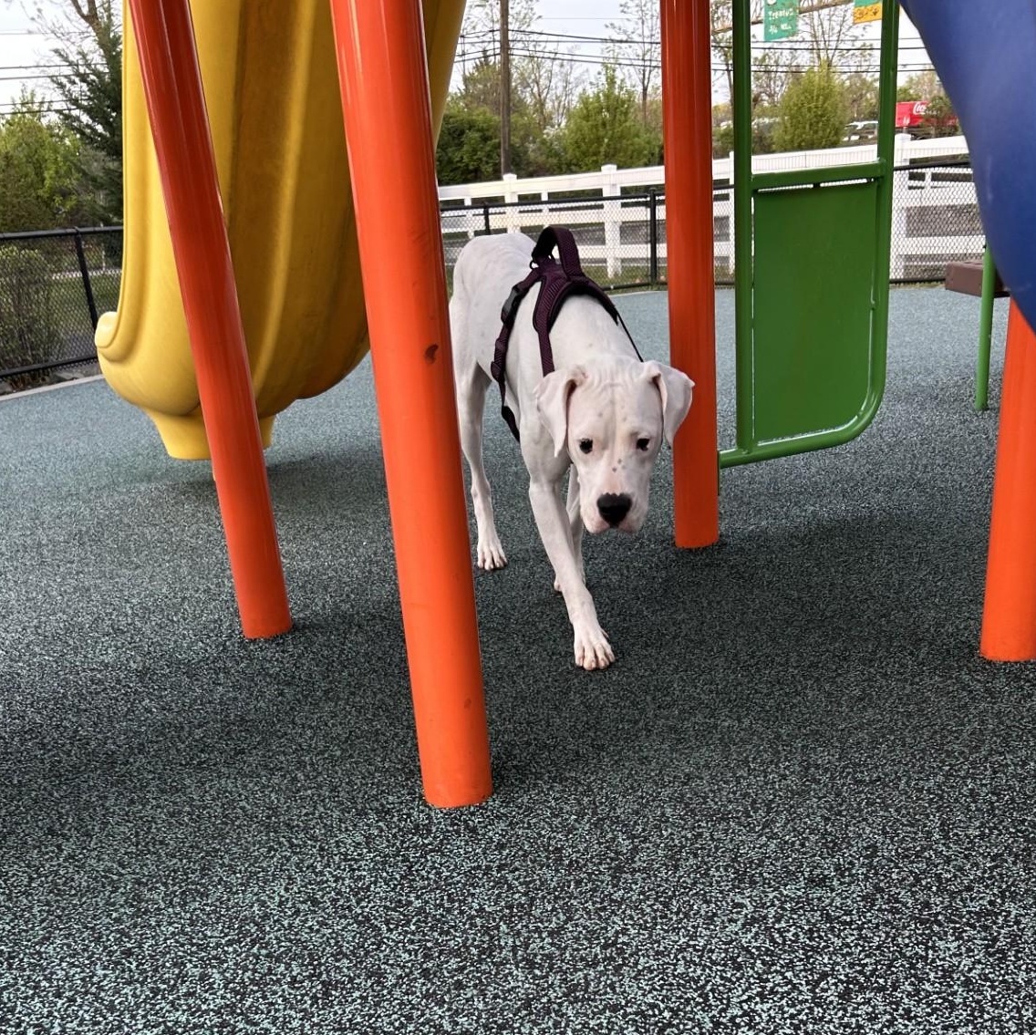 Bianca (Rain) Courtesy posting, a Adoptable mixed breed in Warren, NJ image 6/6