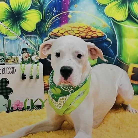 Bianca (Rain) Courtesy posting, a Adoptable mixed breed in Warren, NJ image 1/6