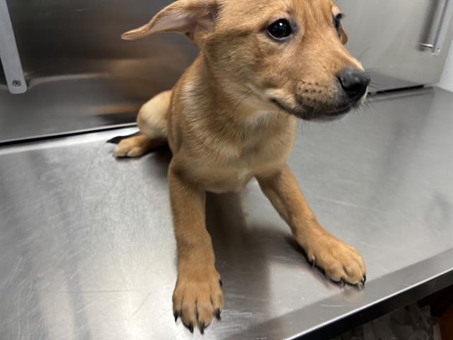 TWINKIE, Adoptable, Puppy Female German Shepherd Dog & Mixed Breed.