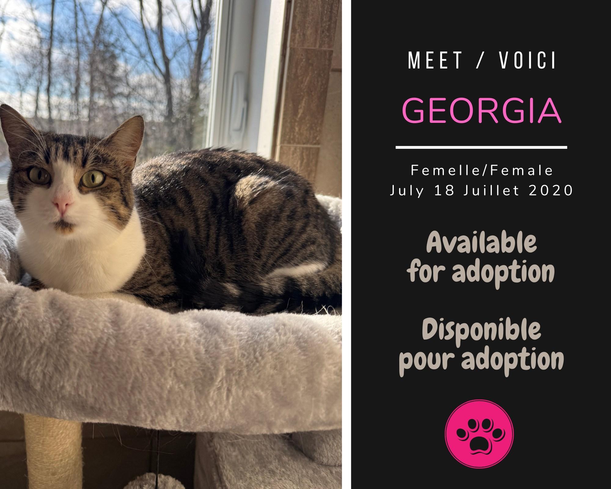 Georgia, Adoptable, Adult Female Domestic Short Hair.