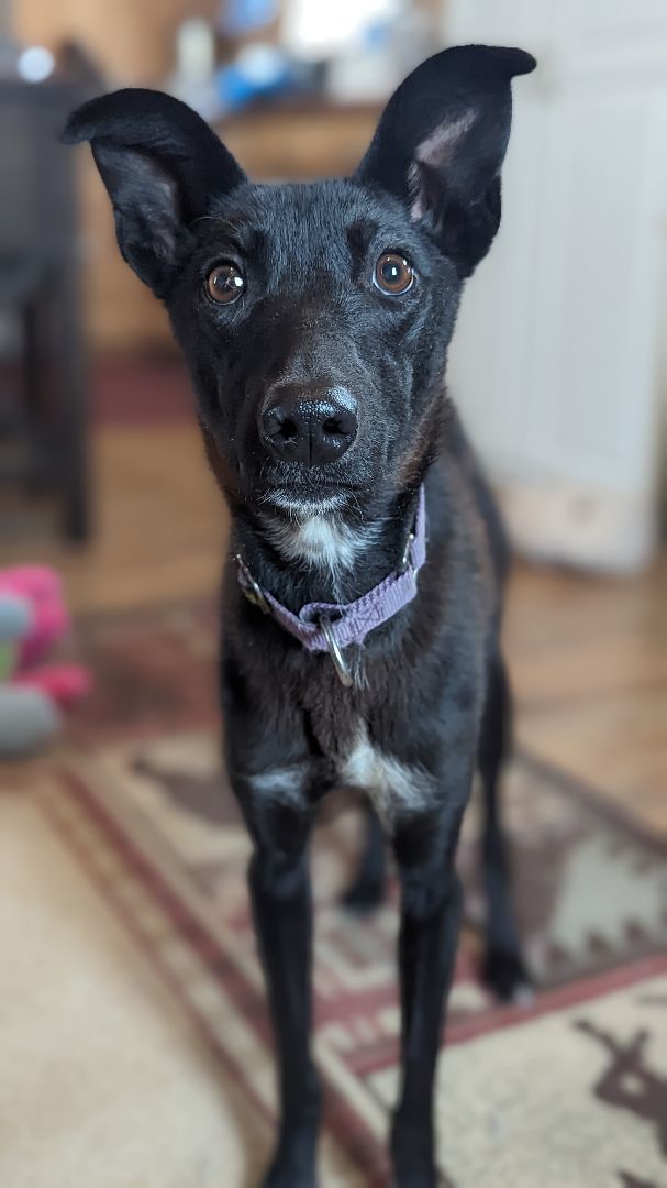 Roxy, Adopted, Young Female Husky.