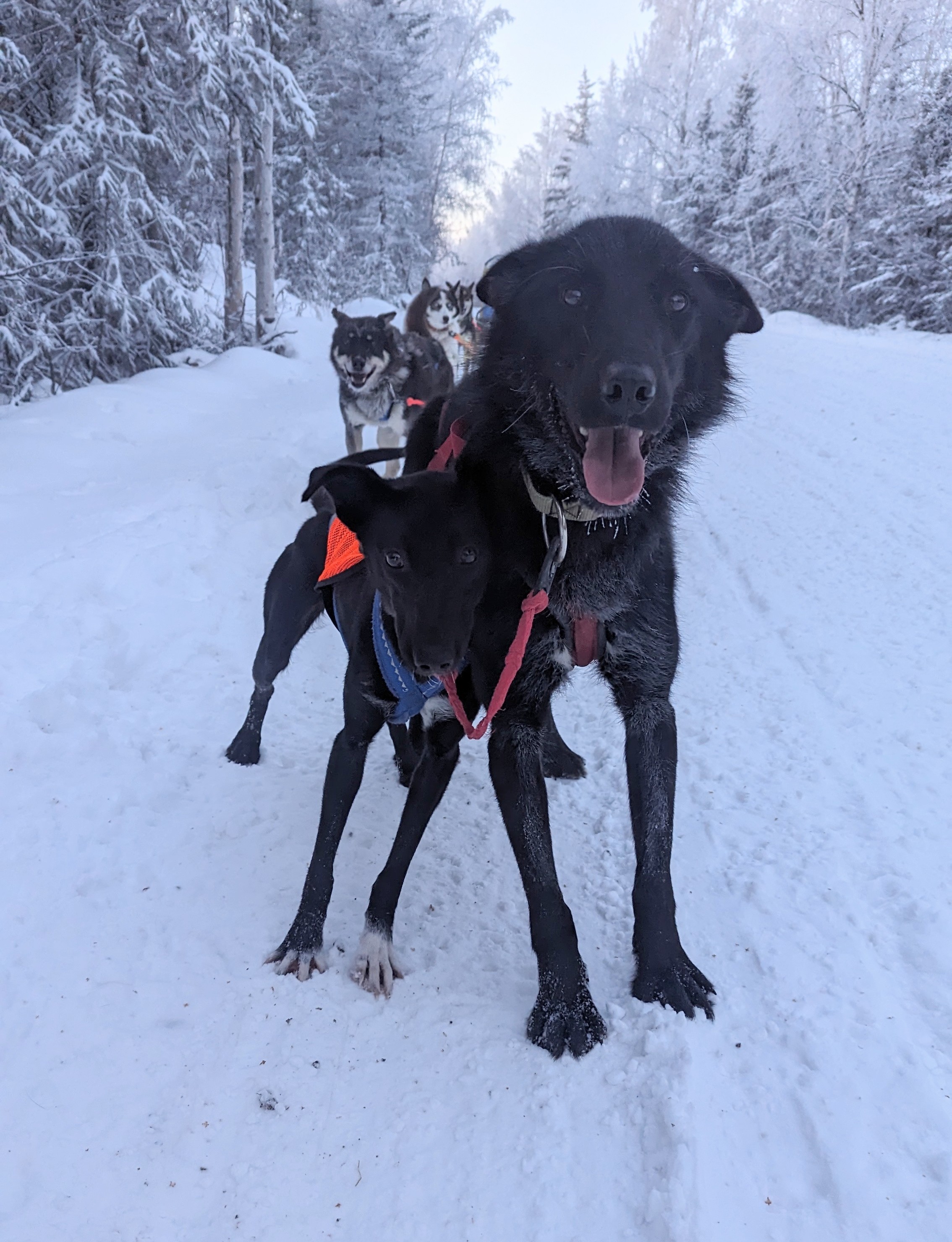 Enlarge Roxy, a Adopted mixed breed in Fairbanks, AK image 2/4