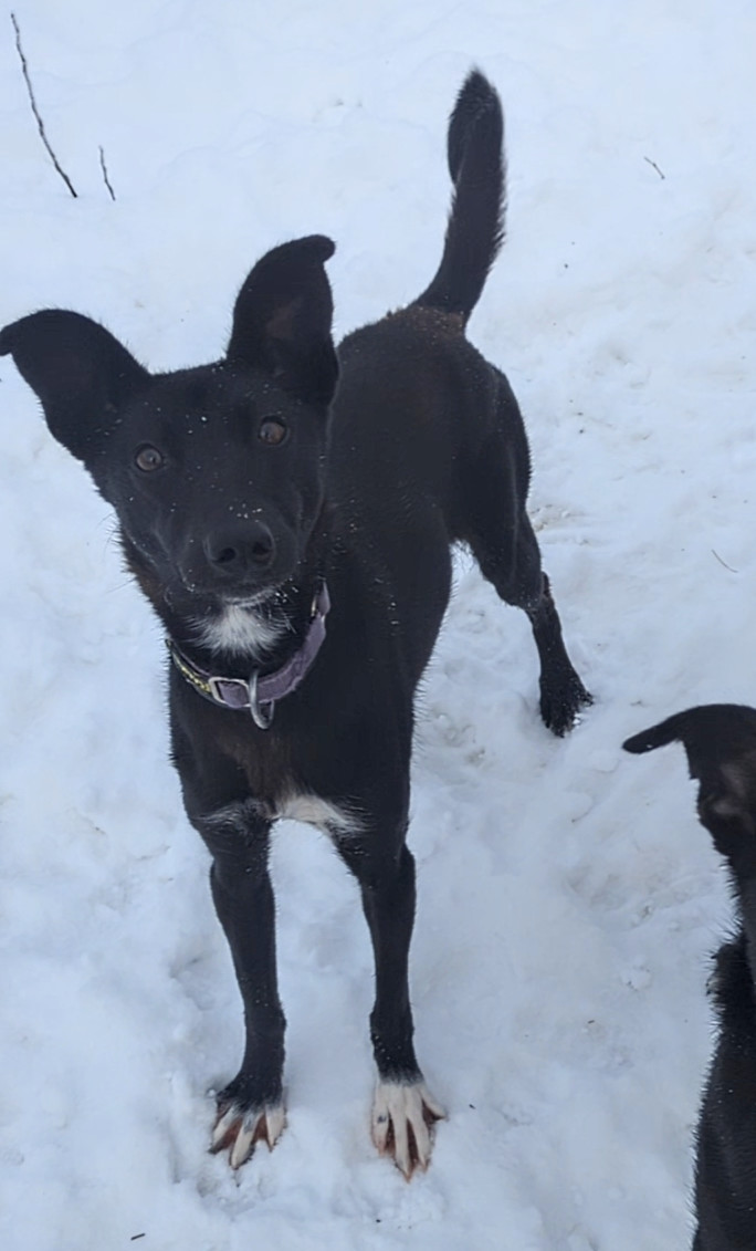 Enlarge Roxy, a Adopted mixed breed in Fairbanks, AK image 3/4