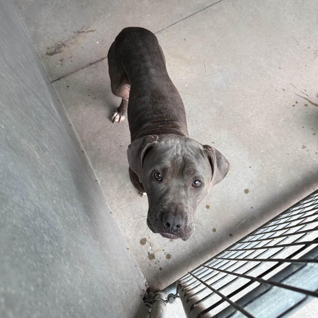 Devrim Kay, Adoptable, Adult Male Pit Bull Terrier & Mixed Breed.