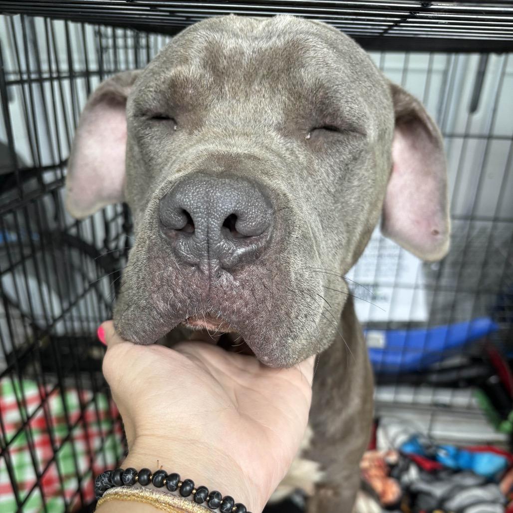 Devrim Kay, a Adoptable mixed breed in St. Louis, MO image 2/4