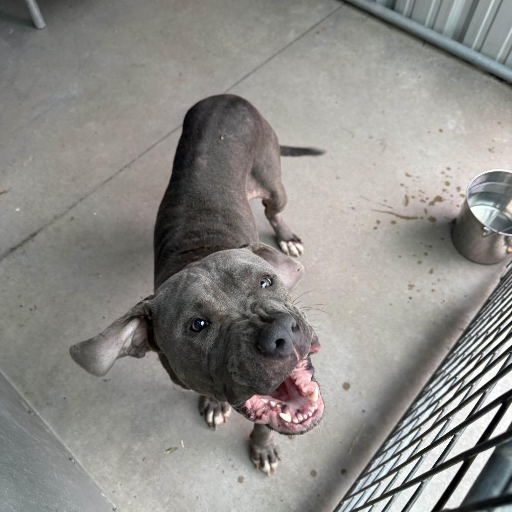 Devrim Kay, a Adoptable mixed breed in St. Louis, MO image 3/4