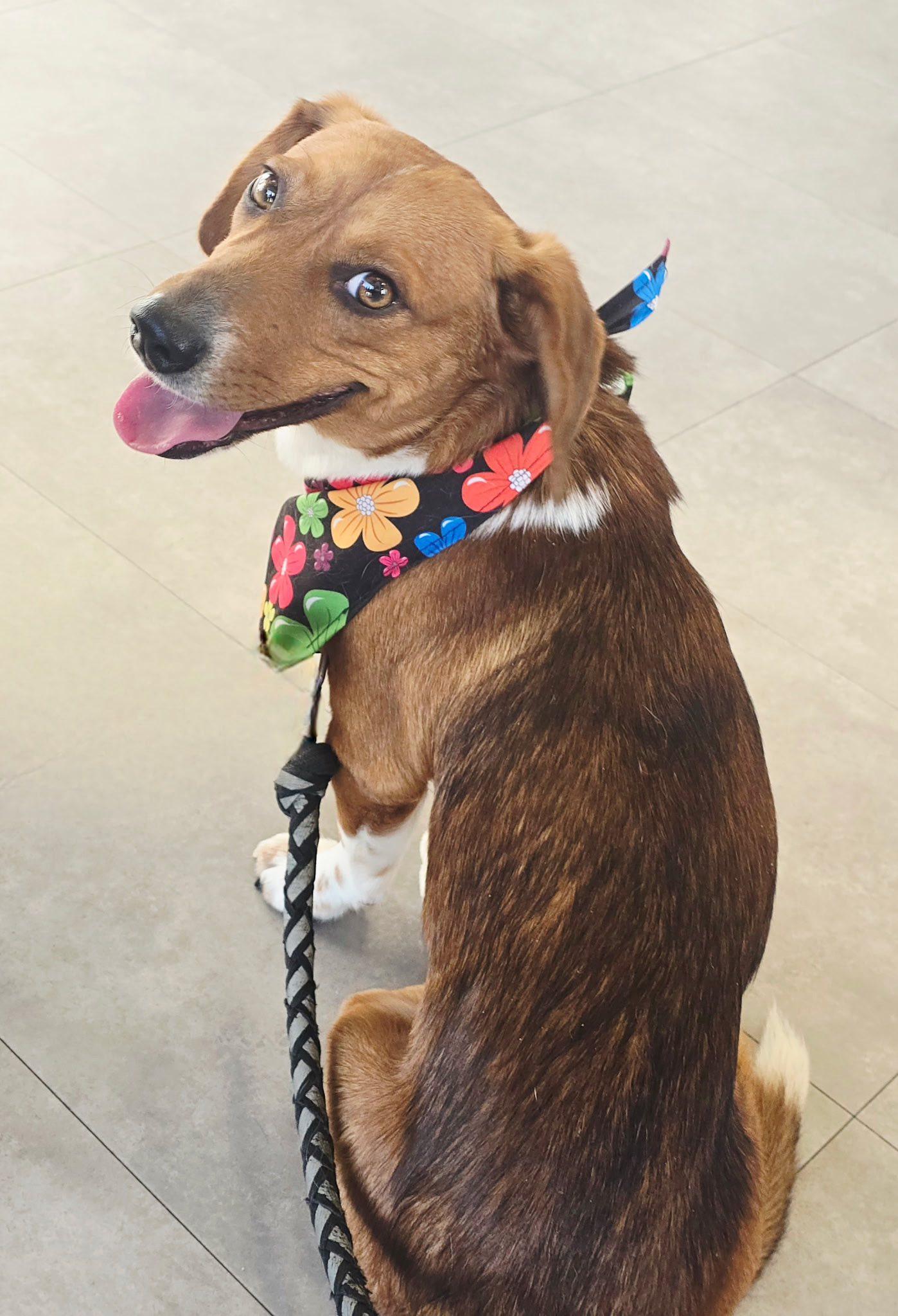 Enlarge Smokey, a Adoptable mixed breed in Lee's Summit, MO image 1/2
