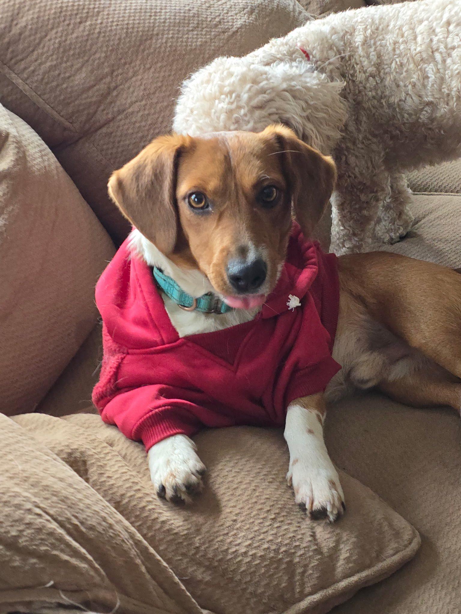 Enlarge Smokey, a Adoptable mixed breed in Lee's Summit, MO image 2/2