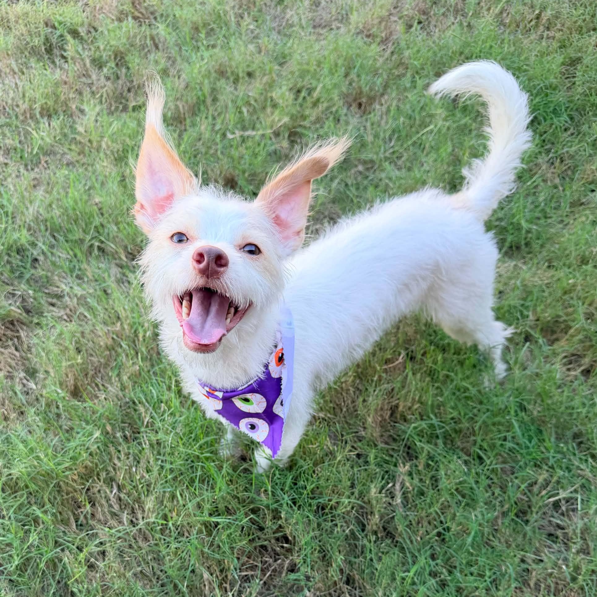 Enlarge WINSTON IS 11 POUNDS, a Adoptable mixed breed in Kaufman, TX image 3/6