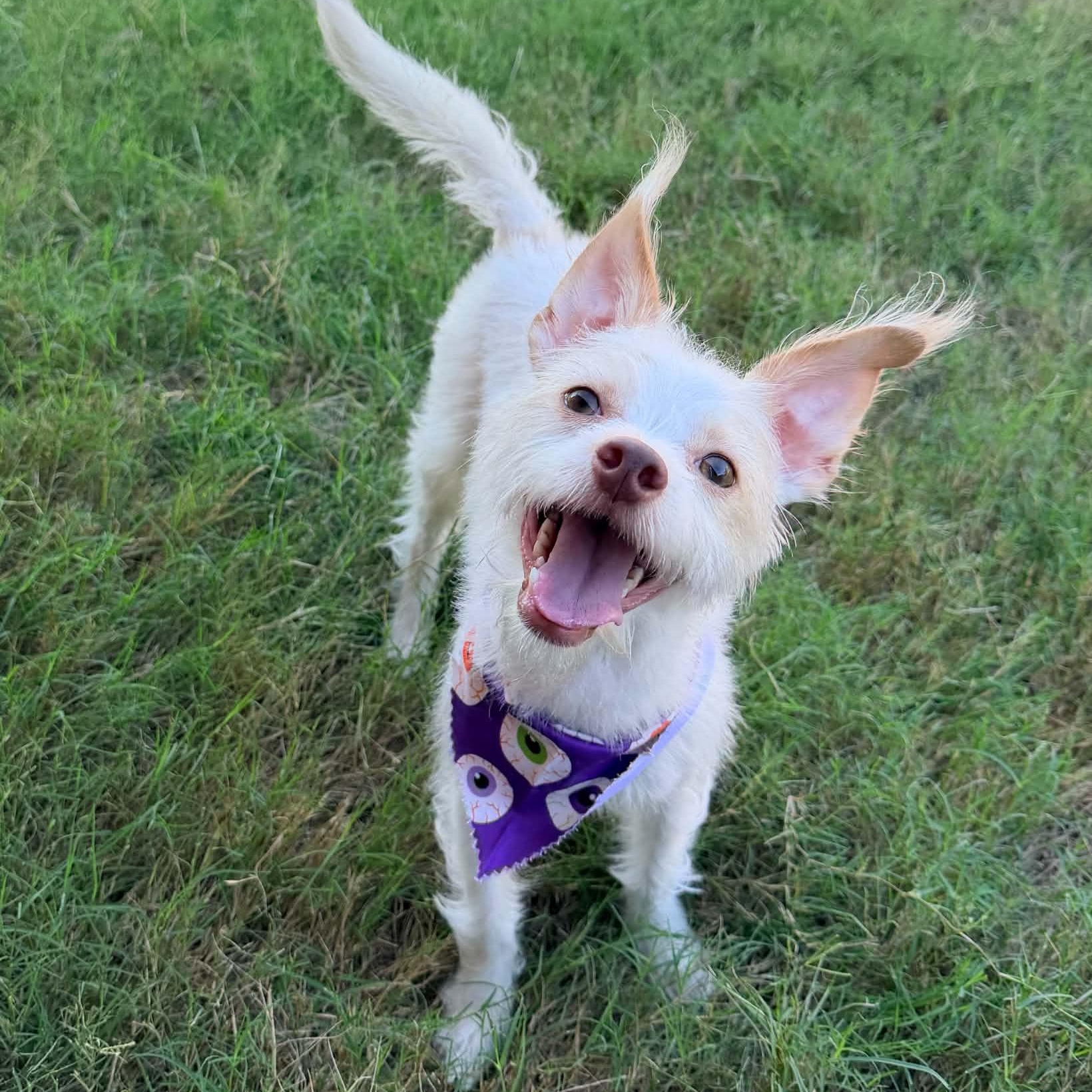 Enlarge WINSTON IS 11 POUNDS, a Adoptable mixed breed in Kaufman, TX image 4/6