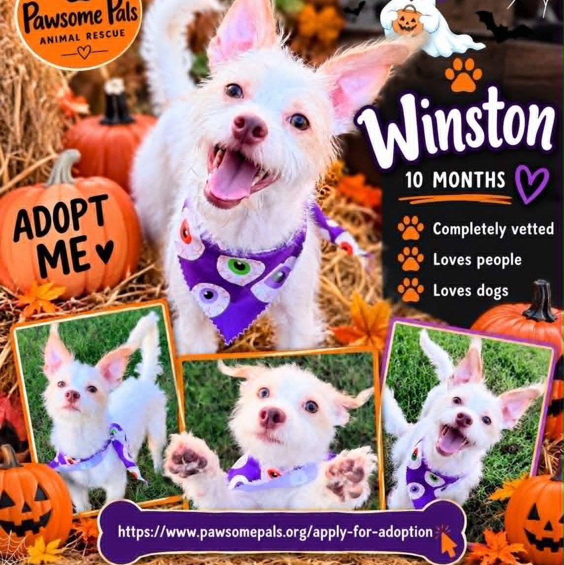 Enlarge WINSTON IS 11 POUNDS, a Adoptable mixed breed in Kaufman, TX image 5/6