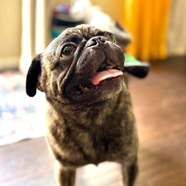 Enlarge Merlin, a Adopted Pug in Alvin, TX image 1/1