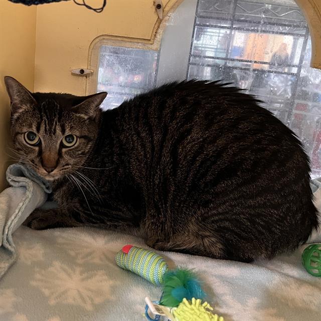 REX, Adoptable, Adult Male Domestic Short Hair.