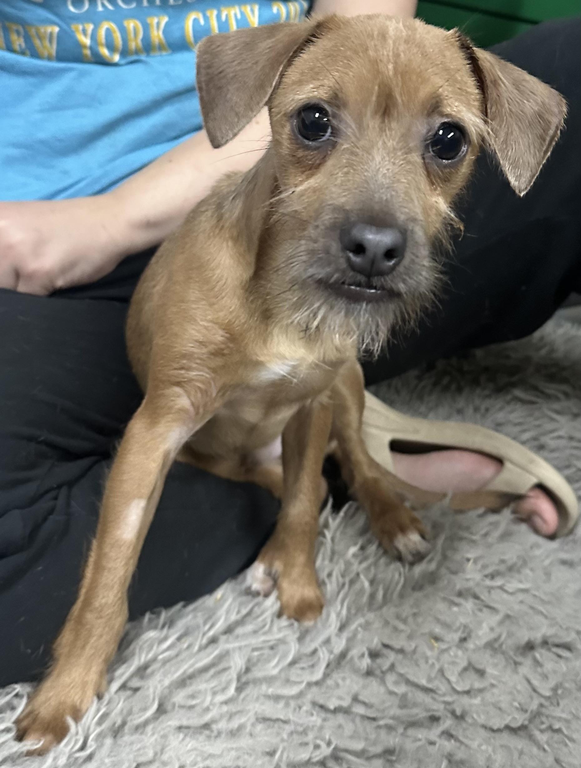 Mort, a Adoptable mixed breed in New Brighton, MN image 5/5