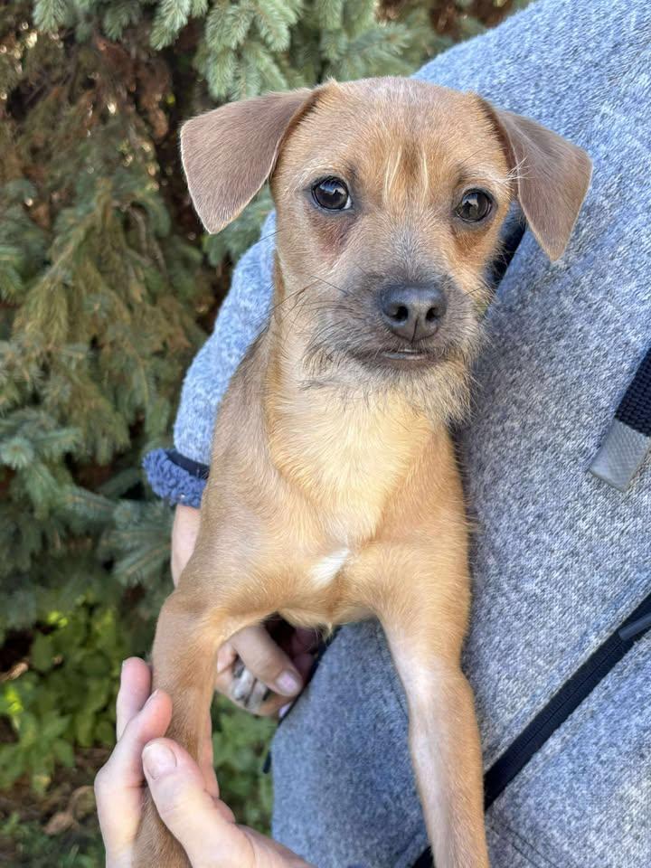 Mort, a Adoptable mixed breed in New Brighton, MN image 2/5