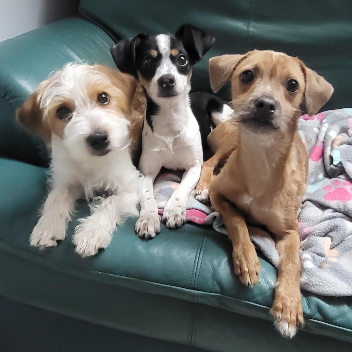 Mort, a Adoptable mixed breed in New Brighton, MN image 3/5