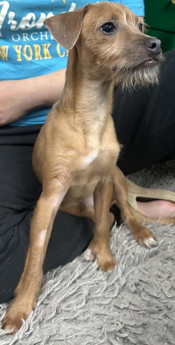 Mort, a Adoptable mixed breed in New Brighton, MN image 4/5