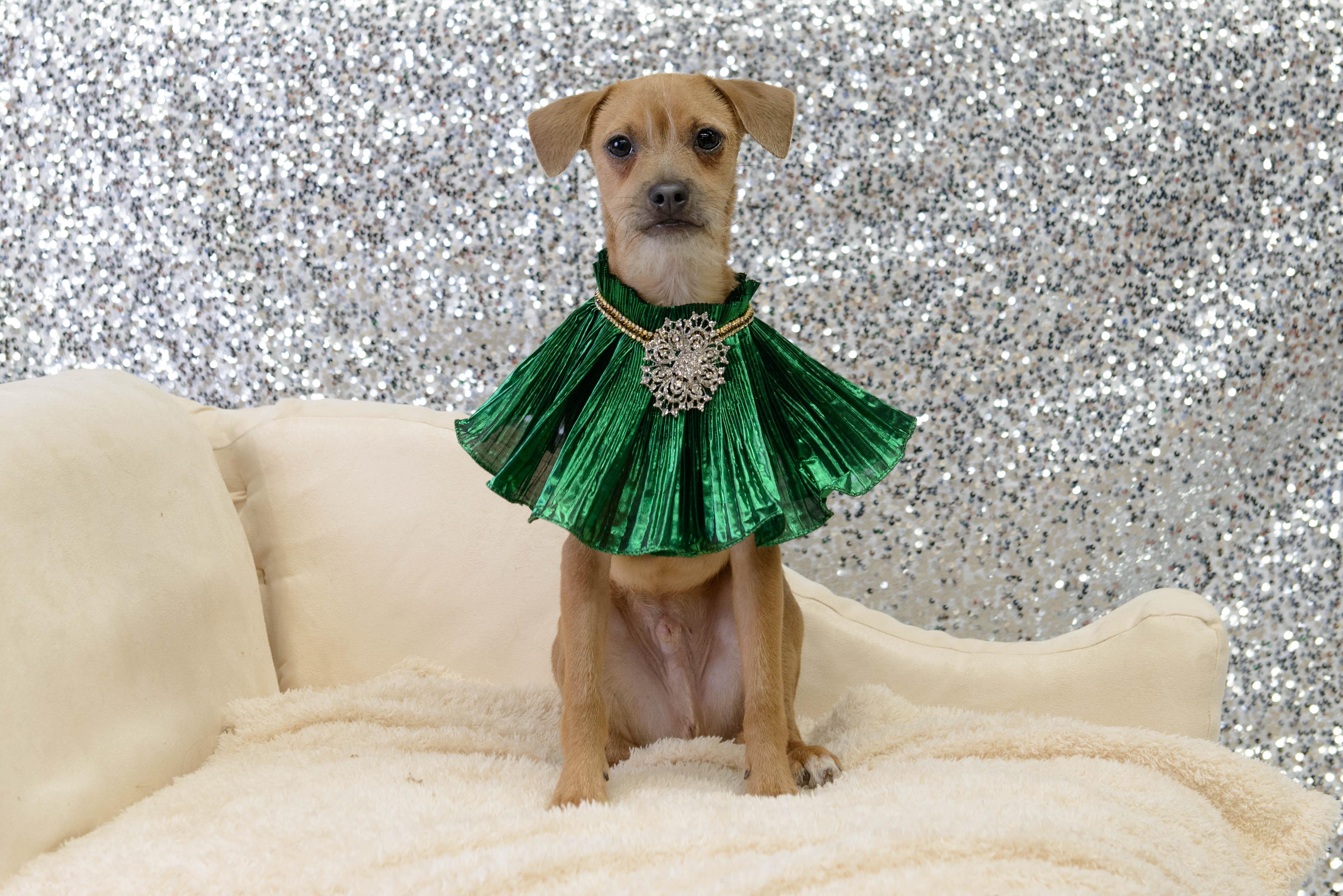 Mort, a Adoptable mixed breed in New Brighton, MN image 1/5